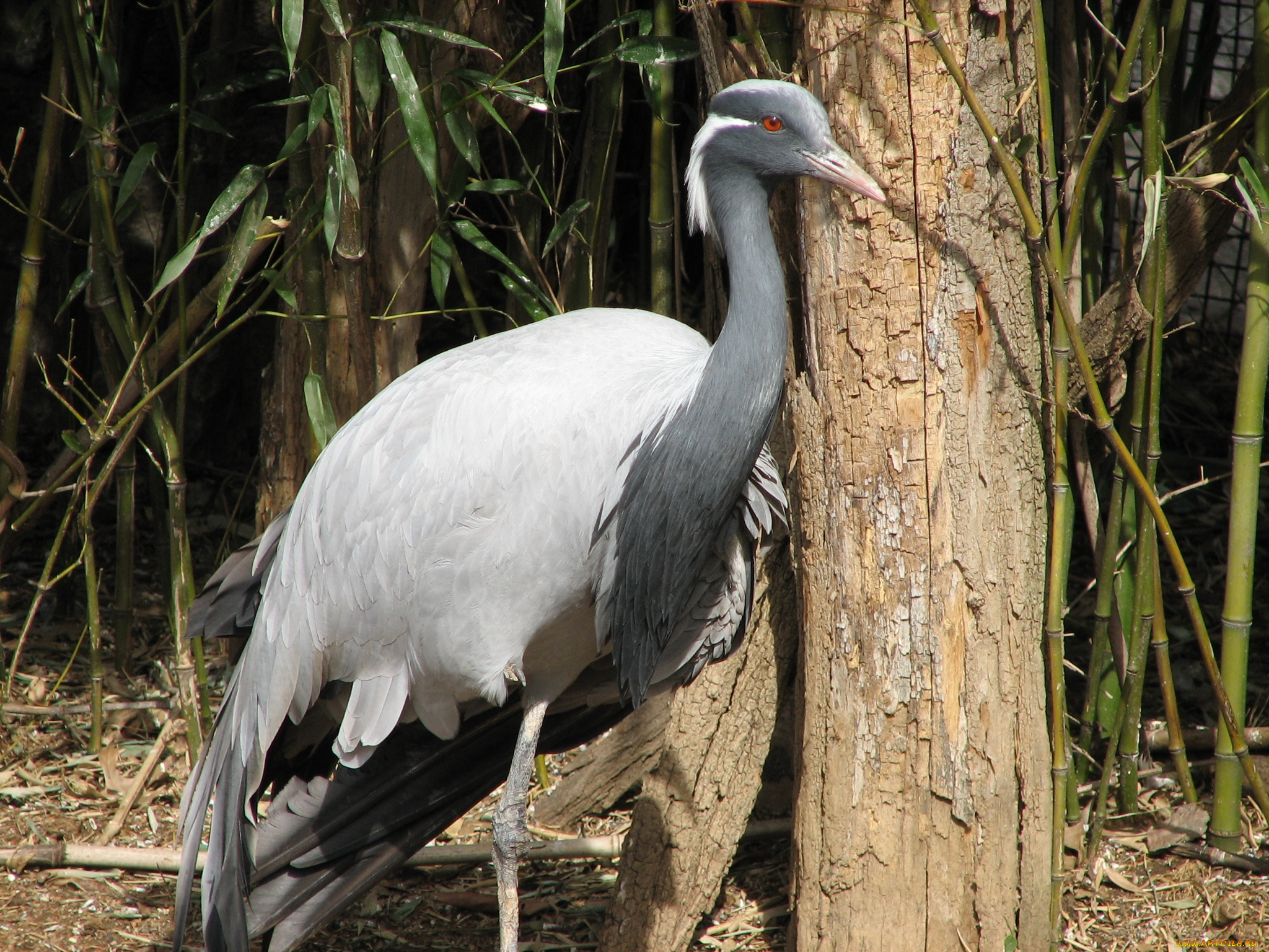 животные, журавли, лес