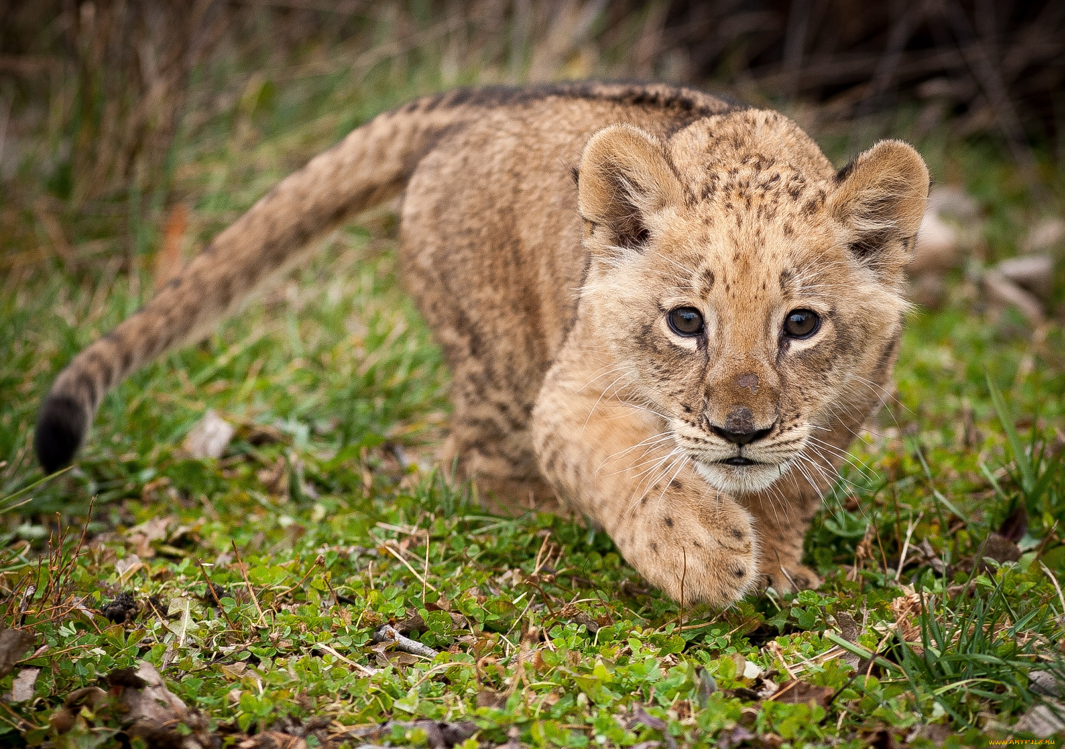 животные, львы, охотник, львенок, крадется