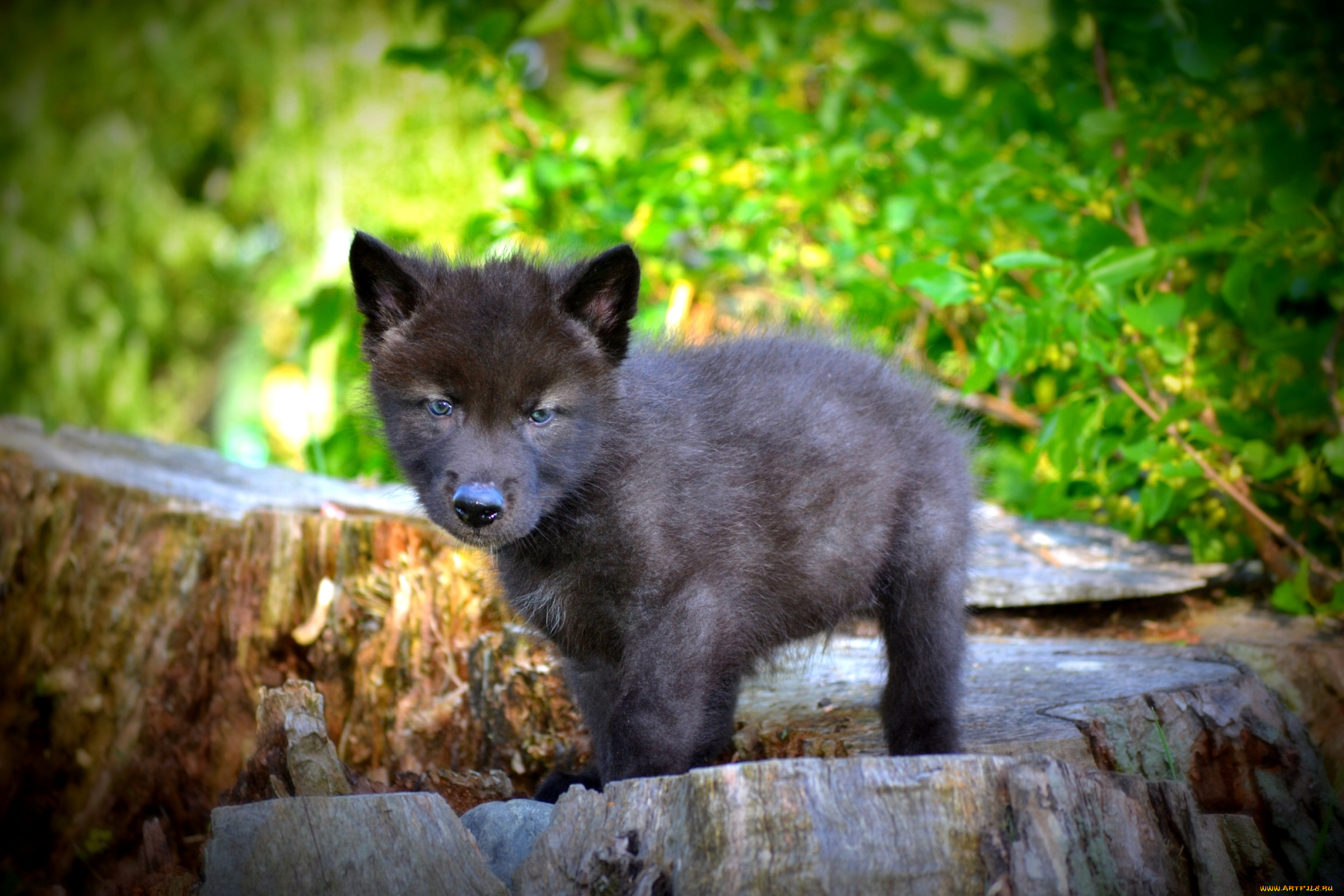 животные, волки, волчонок, черный