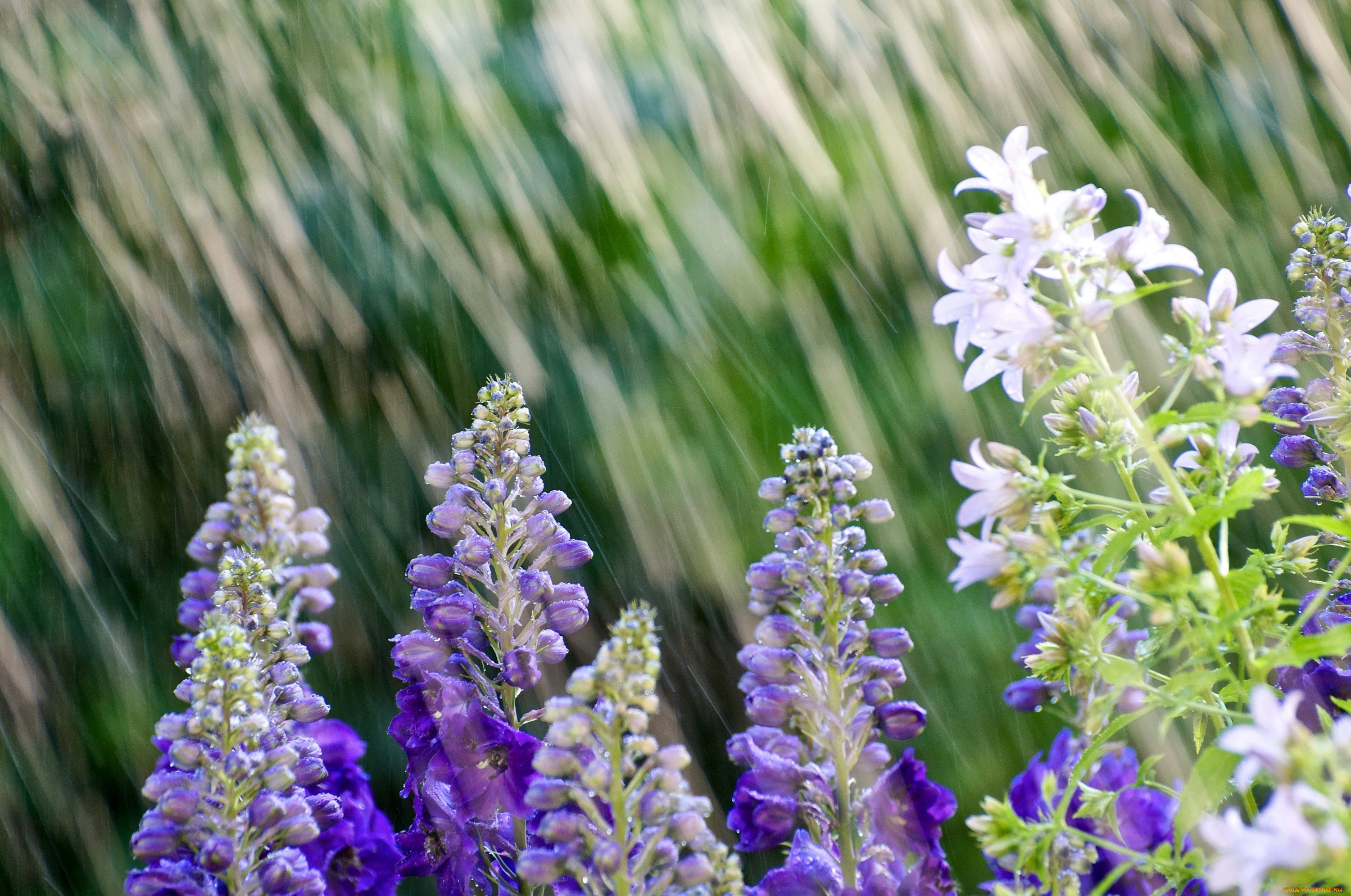 цветы, дельфиниум, дождь, фиолетовый