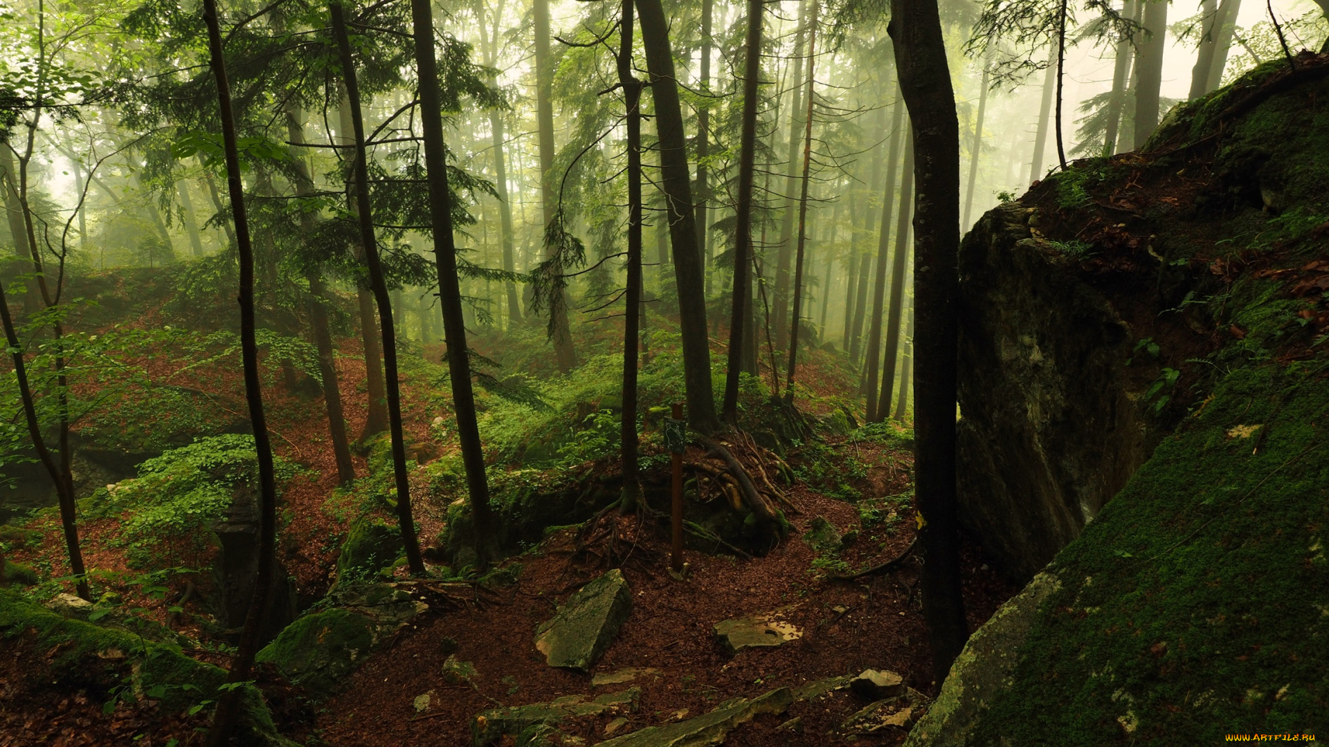 природа, лес, деревья