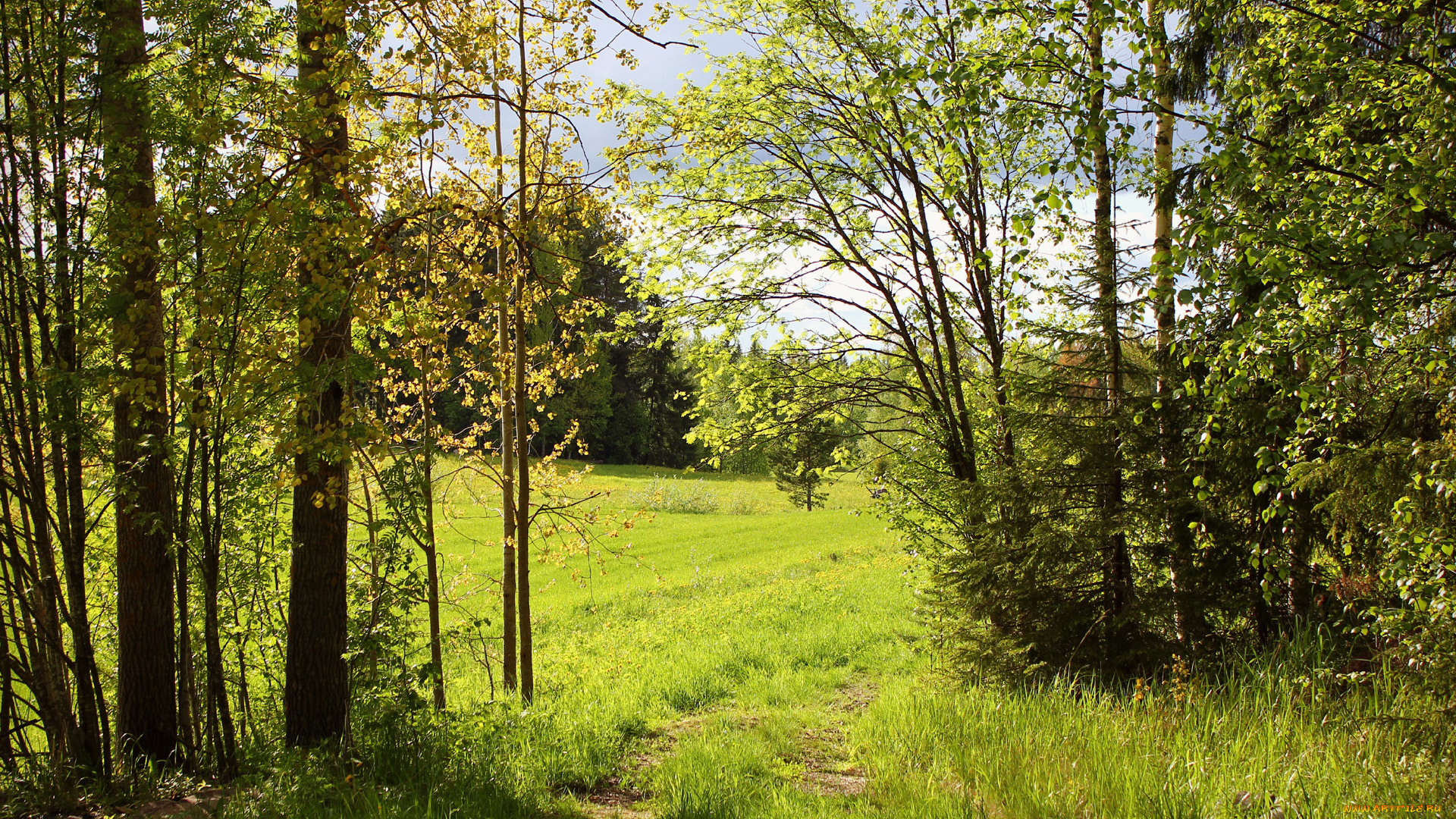 природа, лес, трава, следы, кусты, деревья