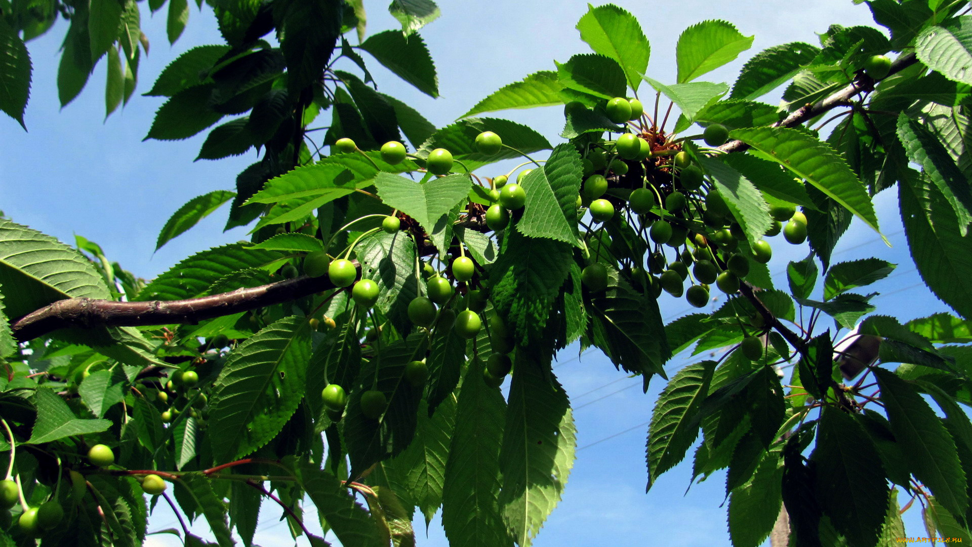 природа, Ягоды, черешня