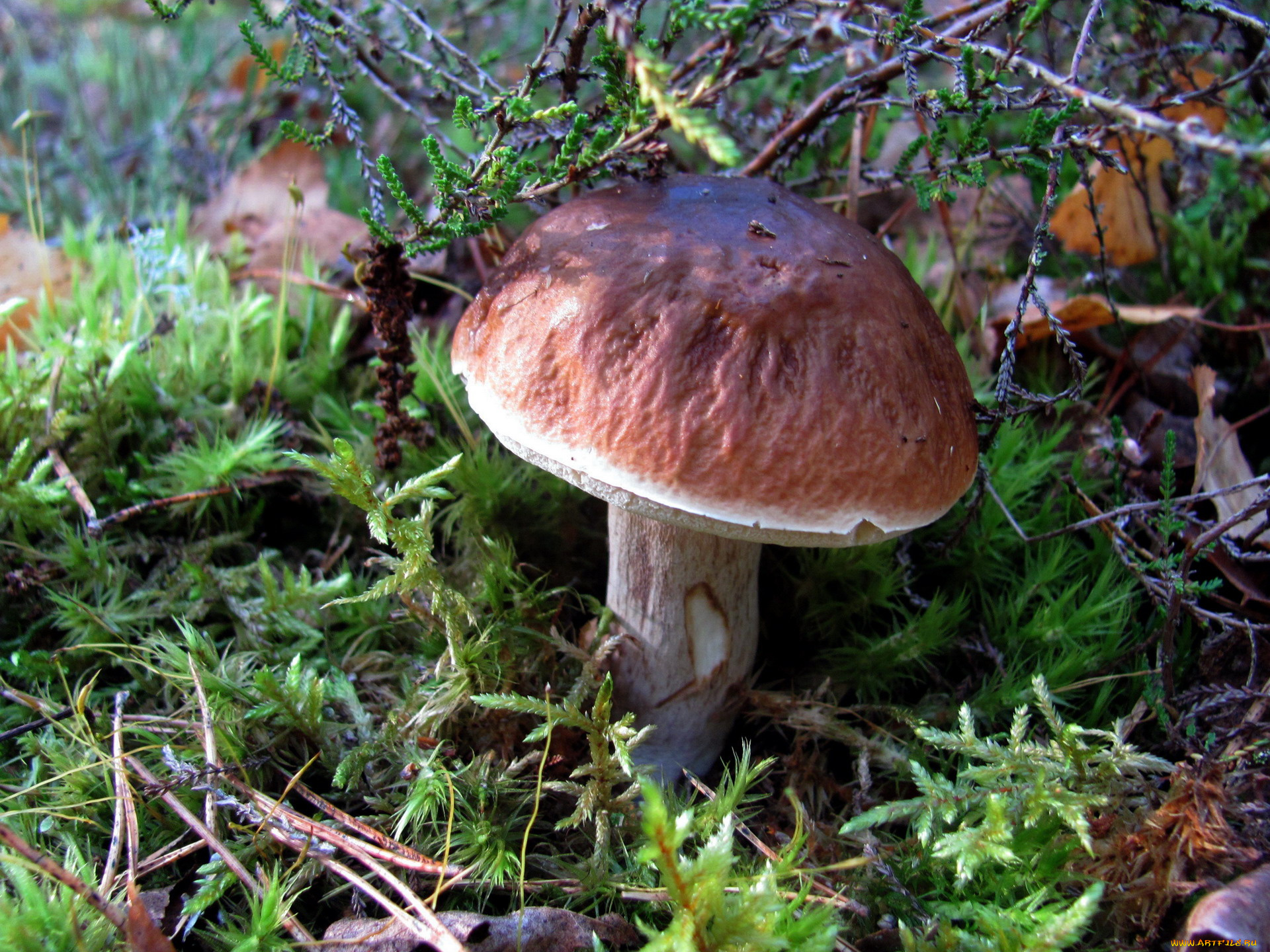 природа, грибы, боровик