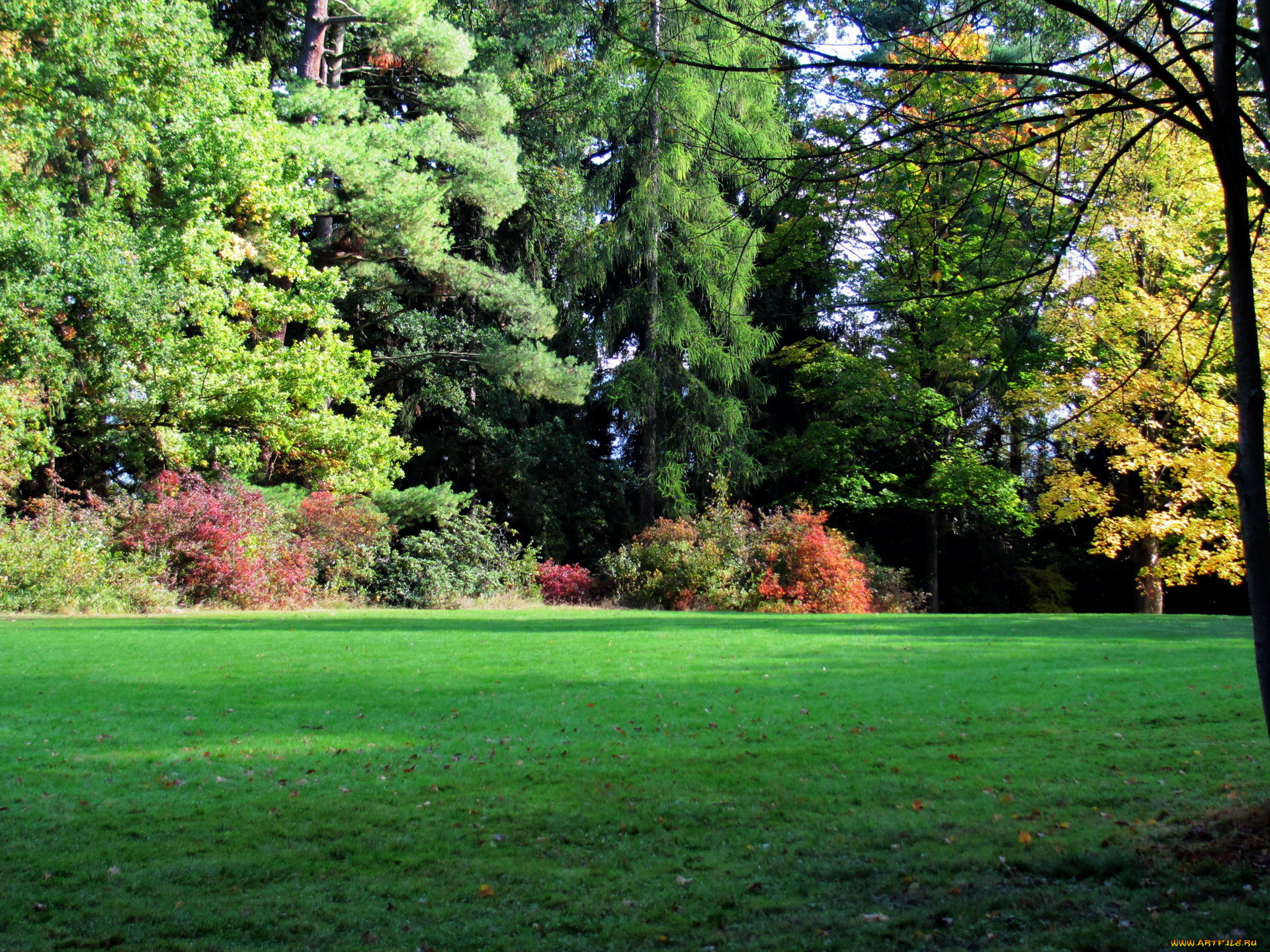 природа, парк, осень