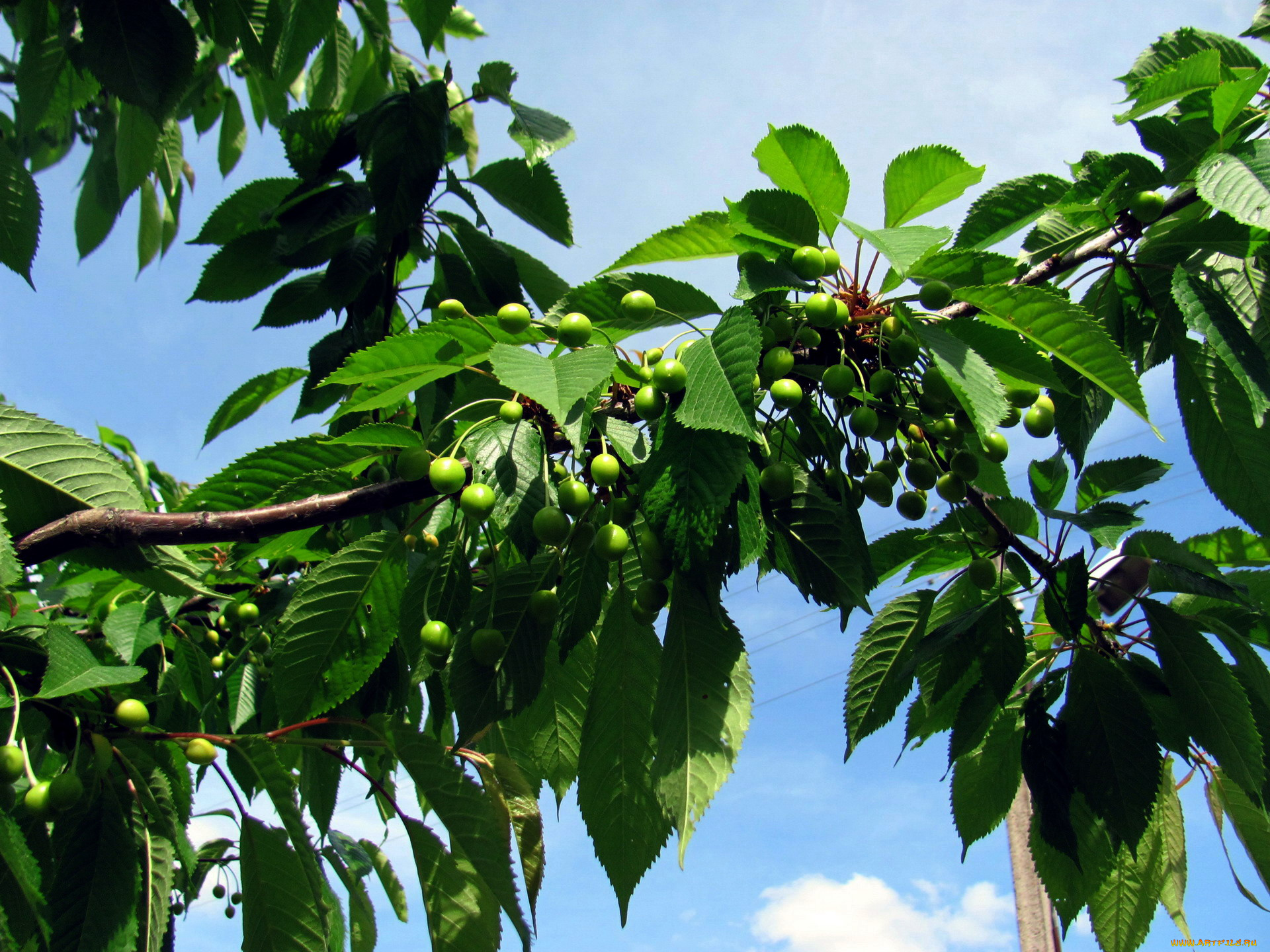 природа, Ягоды, черешня