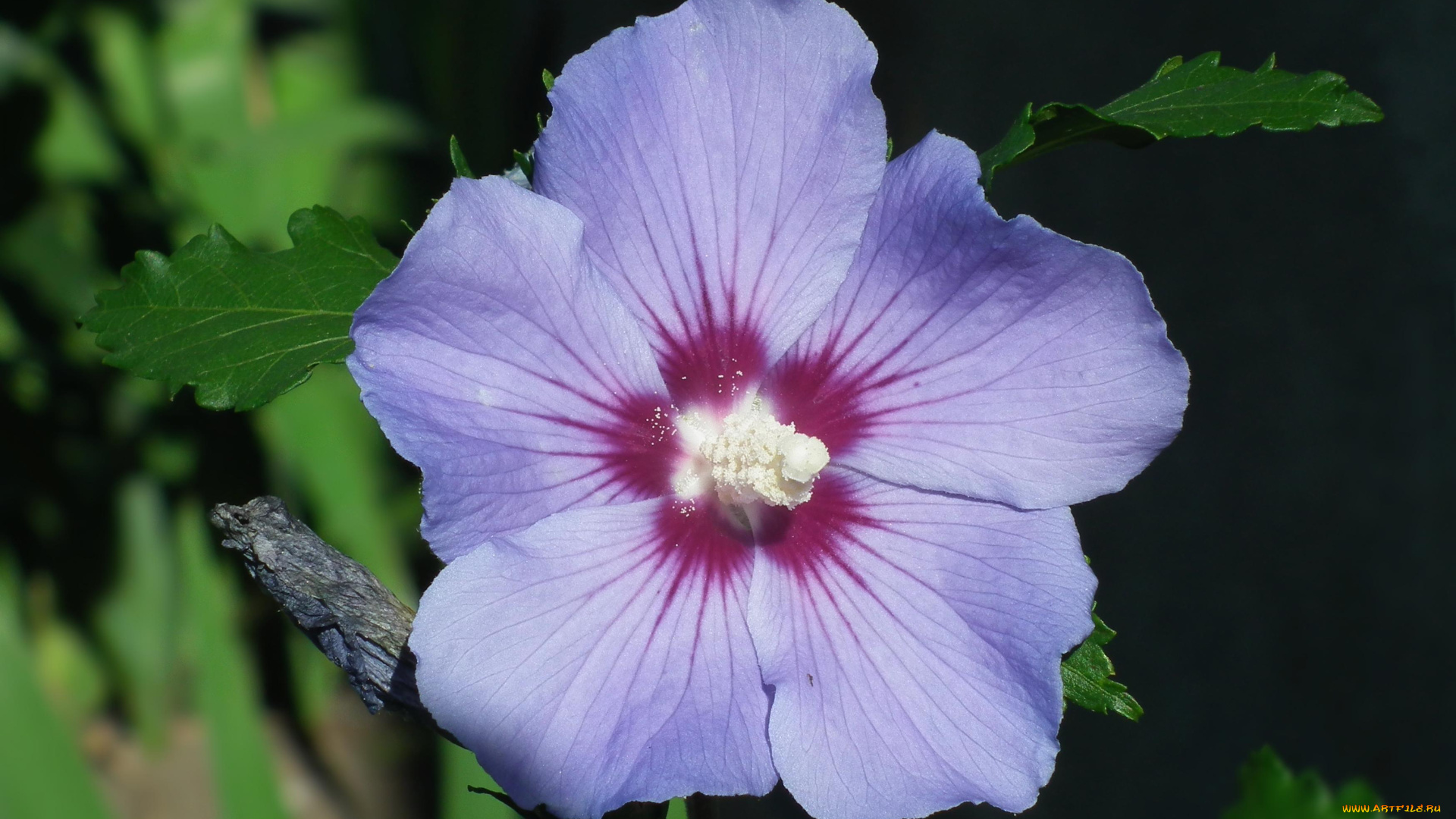 цветы, гибискусы, макро