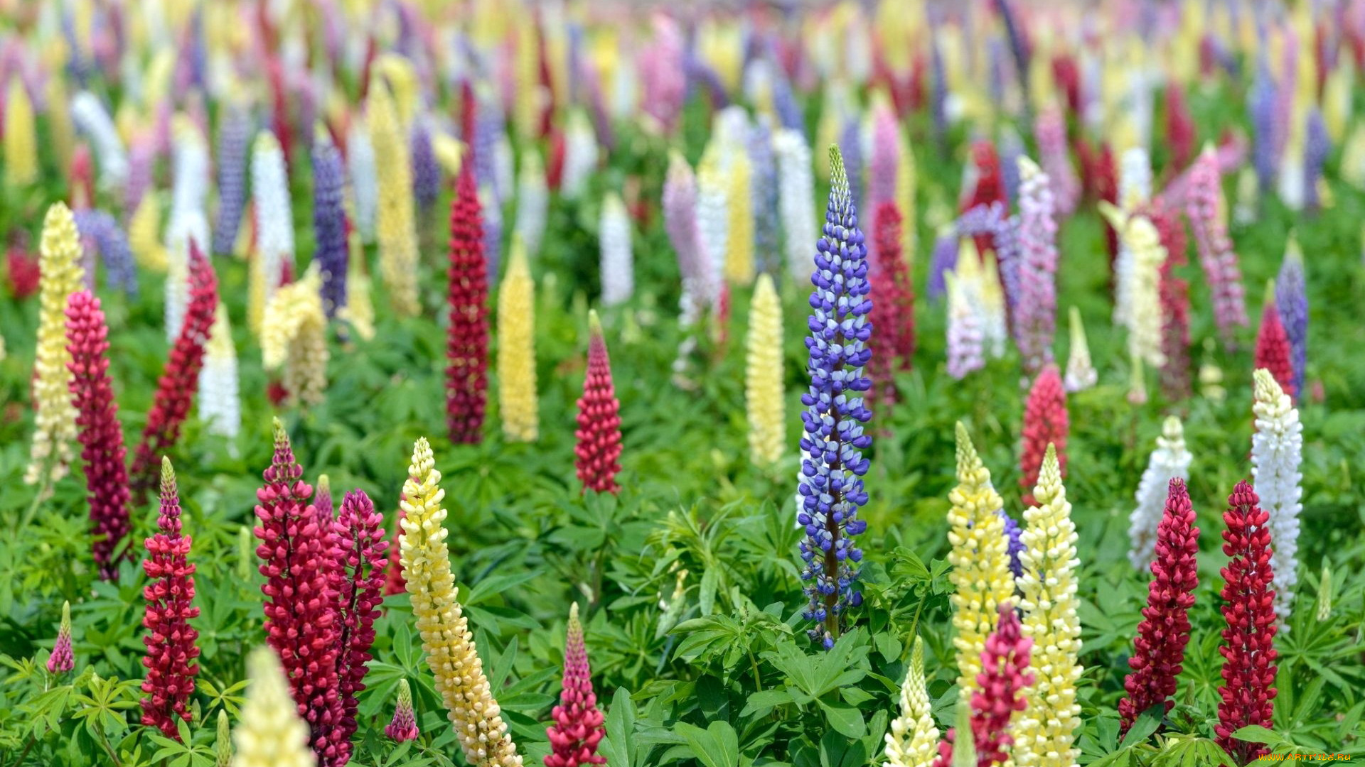 цветы, люпин, разноцветный