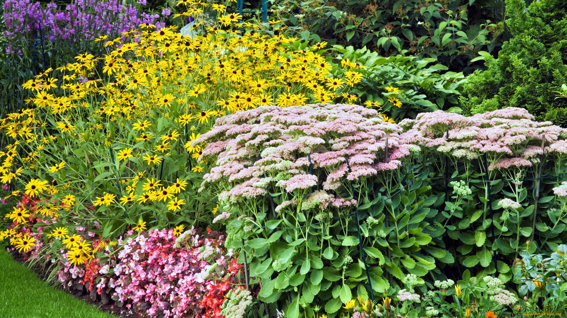 цветы, разные, вместе, цветник