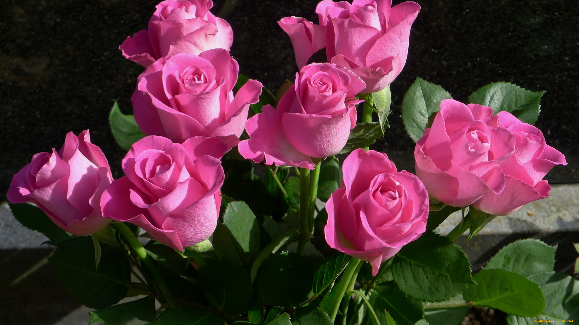 цветы, розы, бутоны