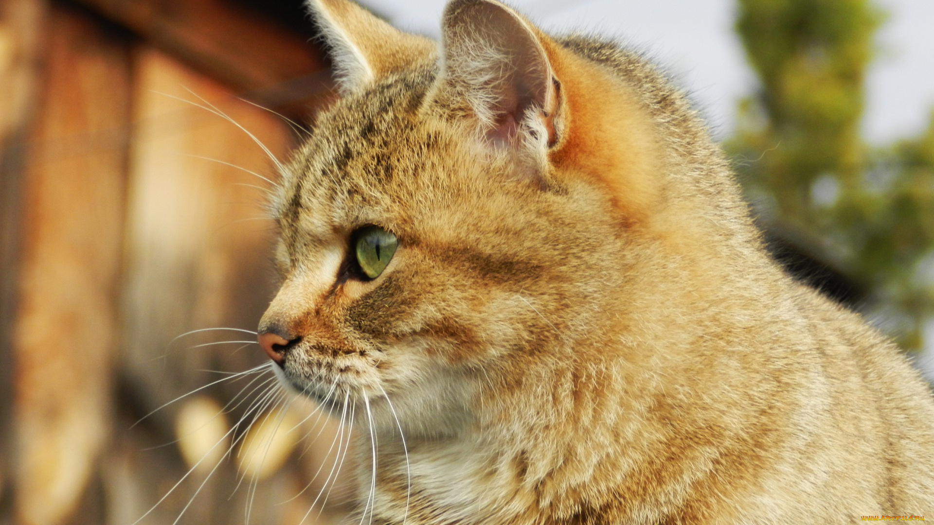 кот, животные, коты