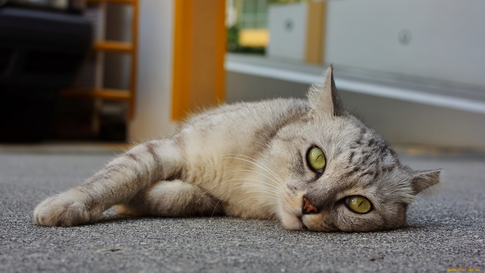 кот, животные, коты