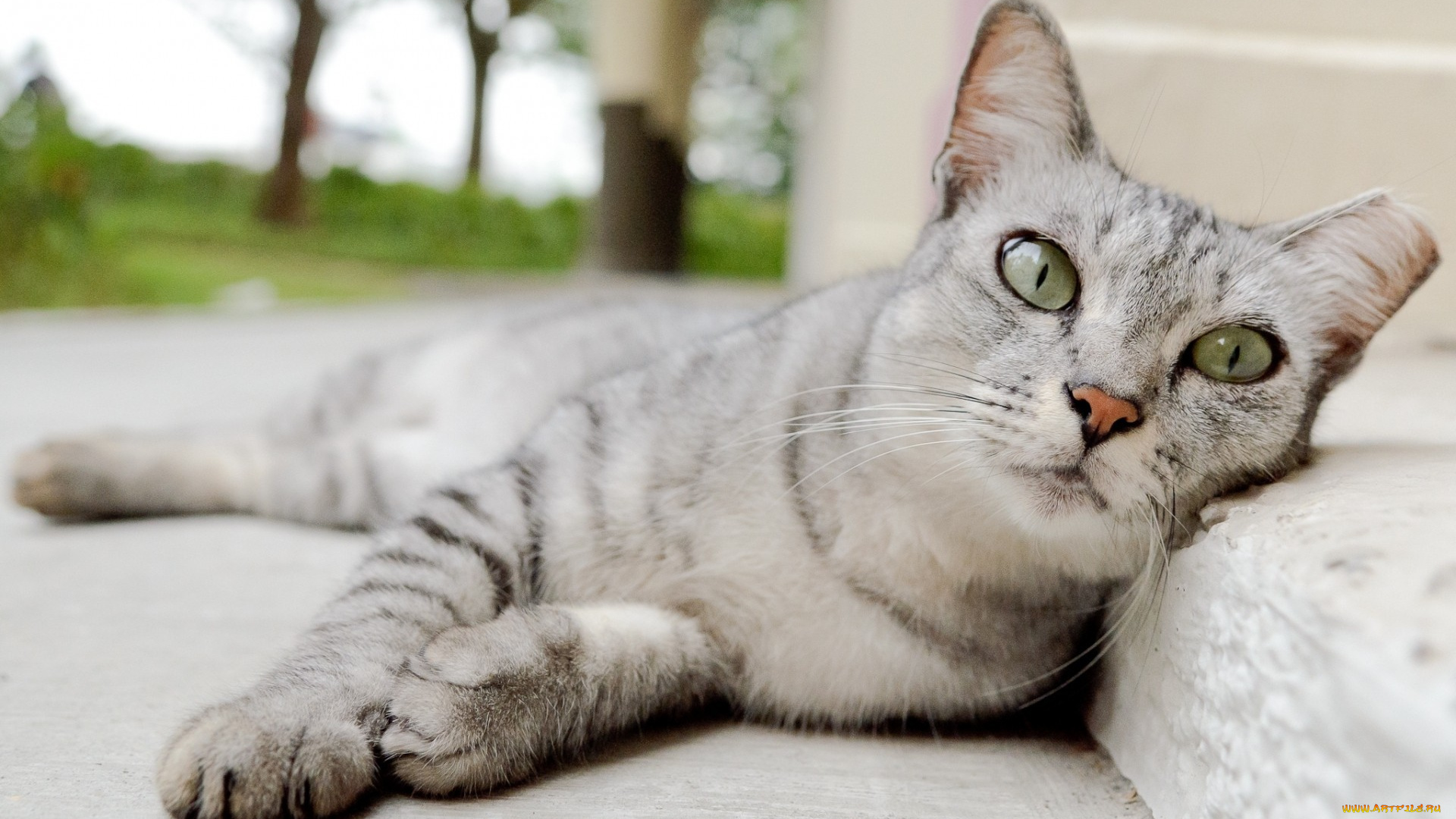 кот, животные, коты