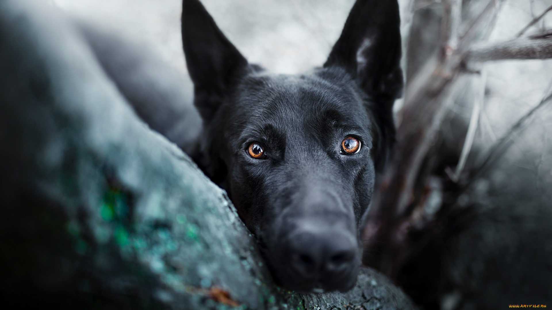 немецкаЯ, овЧарка, животные, собаки, немецкаЯ, овЧарка, собака