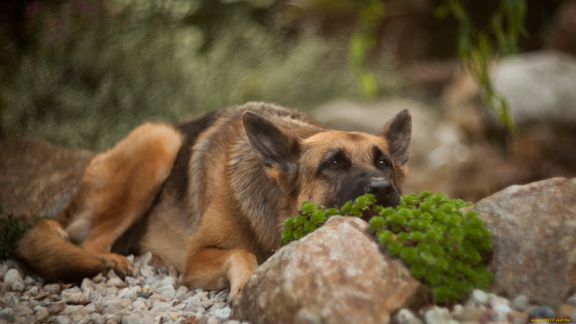 немецкаЯ, овЧарка, животные, собаки, немецкаЯ, овЧарка, собака