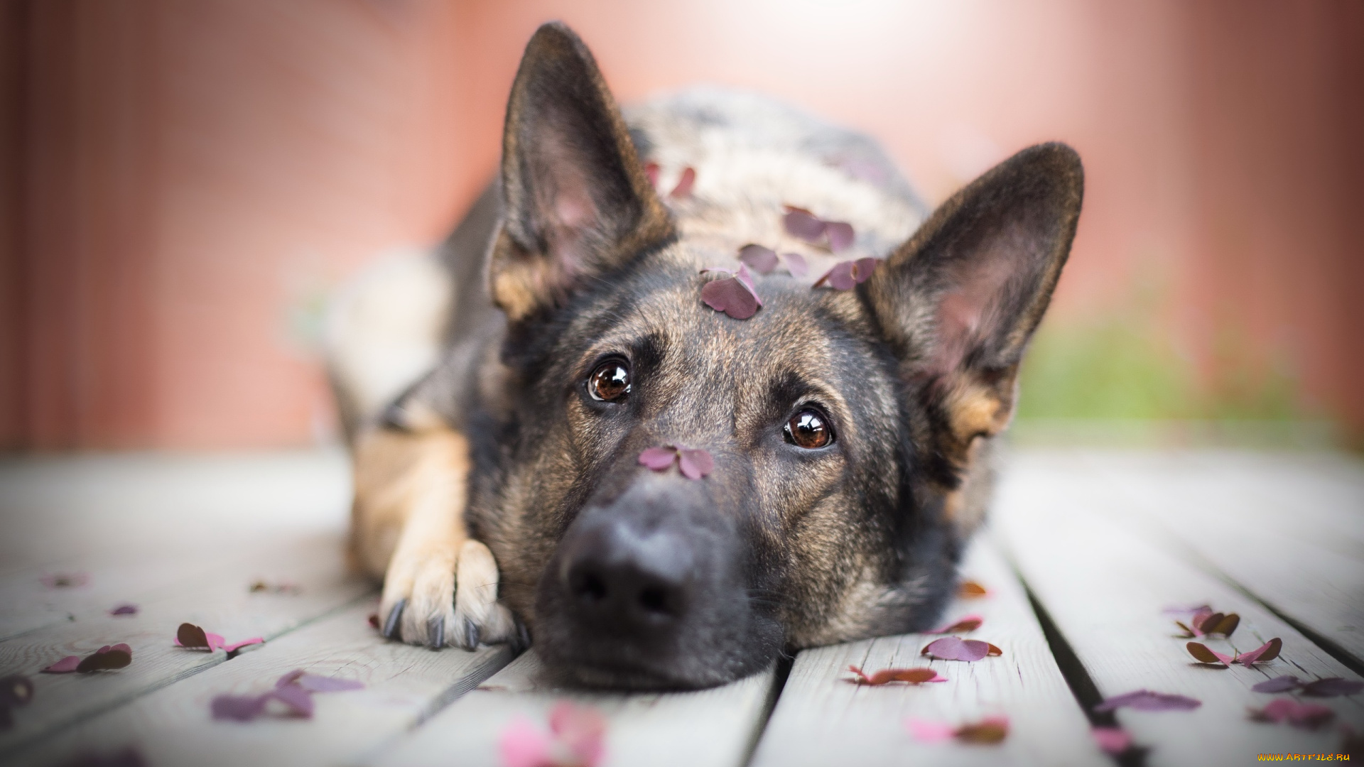 немецкаЯ, овЧарка, животные, собаки, собака, немецкаЯ, овЧарка