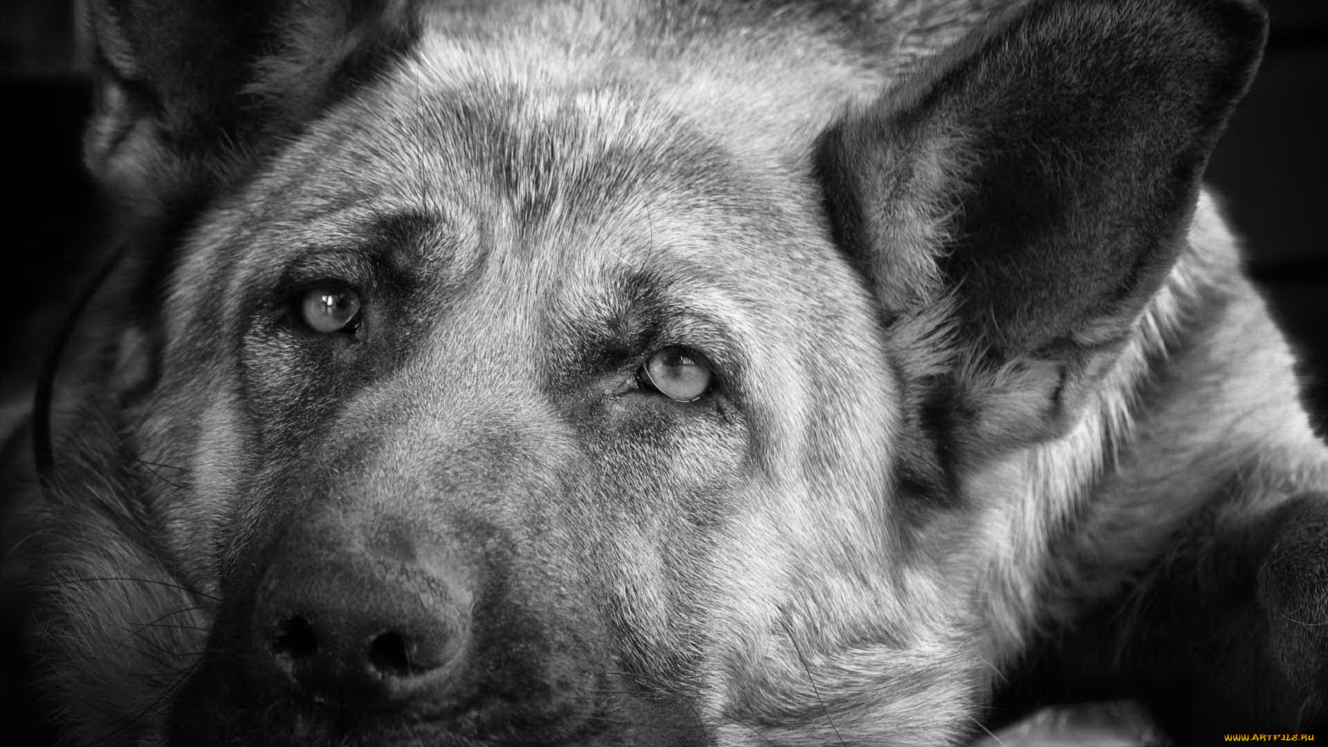 немецкаЯ, овЧарка, животные, собаки, собака, немецкаЯ, овЧарка