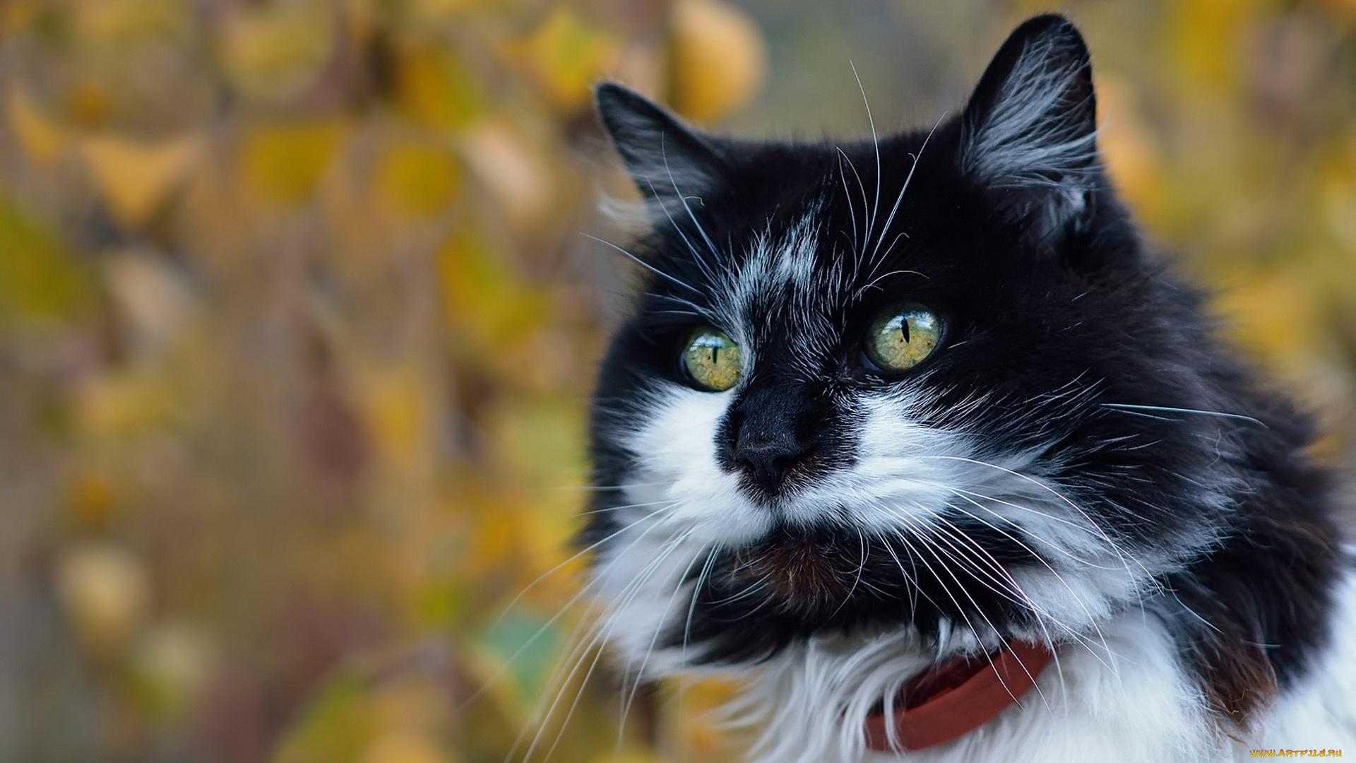 животные, коты, портрет, взгляд, боке, мордочка, фон, котэ, котейка