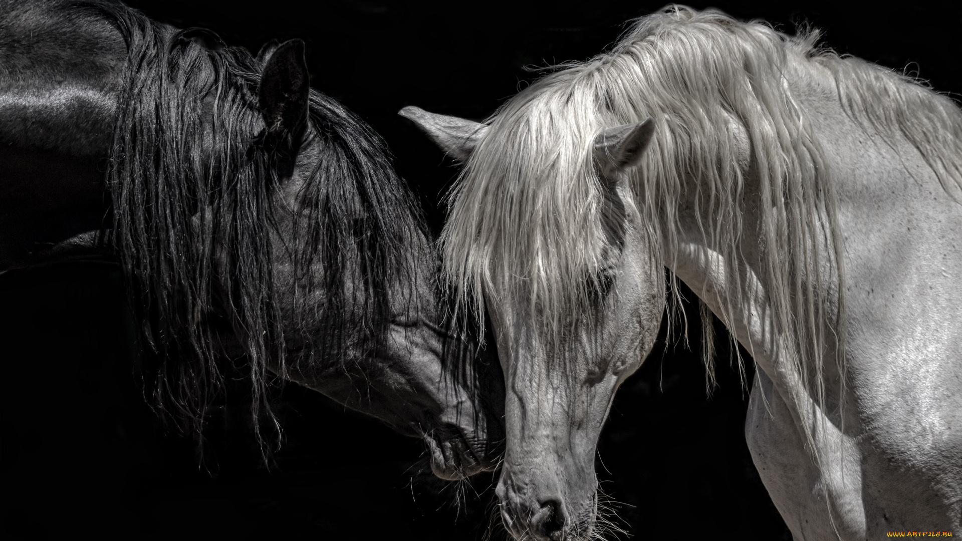 животные, лошади, кони, цвет, фон, природа