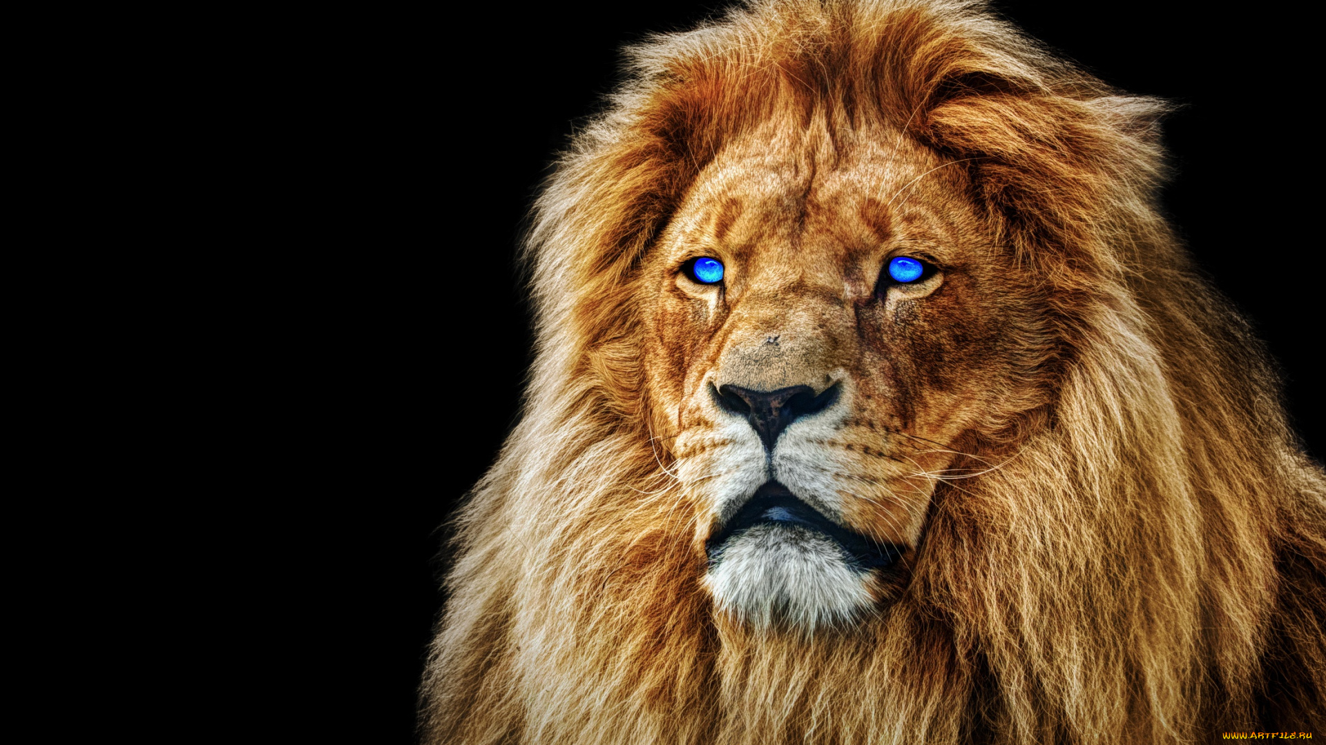 животные, львы, грива, лев, морда, глаза