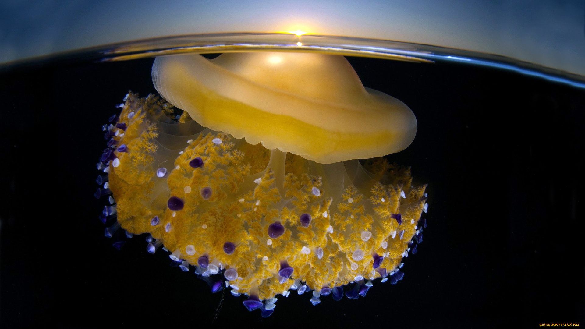 животные, медузы, вода, подводный, море, мир, океан, медуза