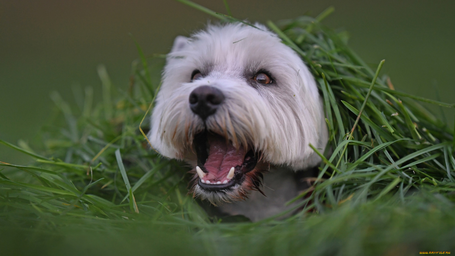 животные, собаки, трава, пёсик, мордашка