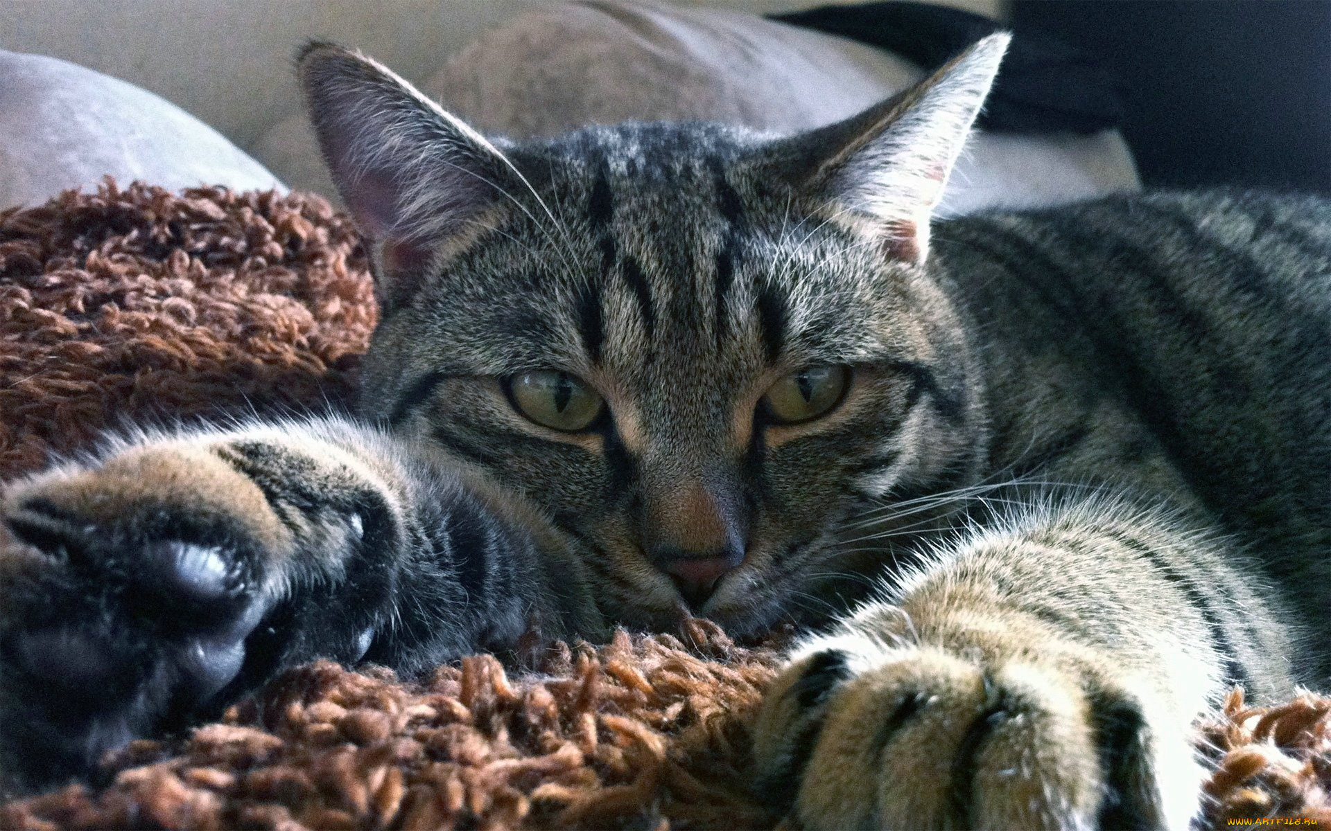 кот, животные, коты