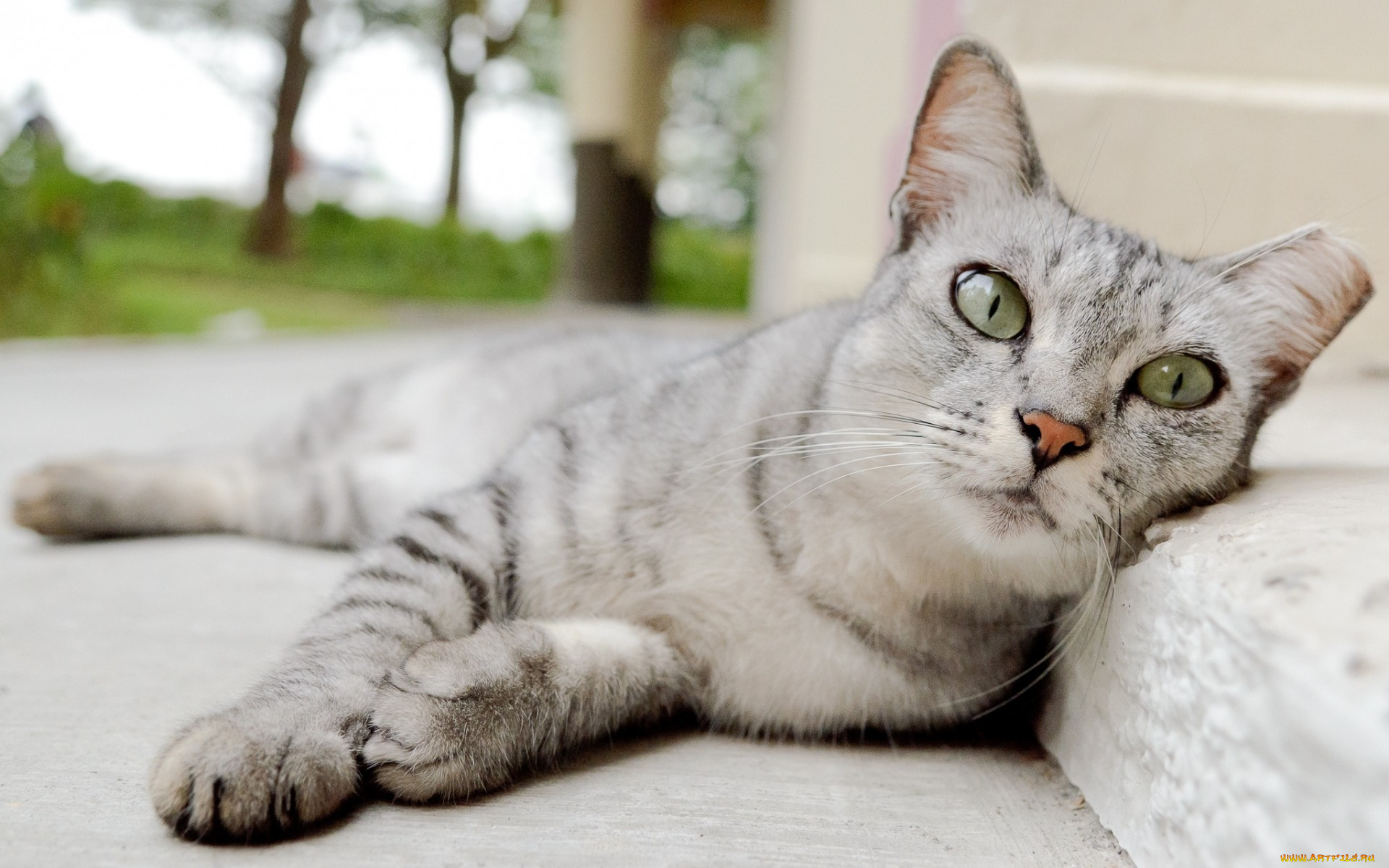 кот, животные, коты