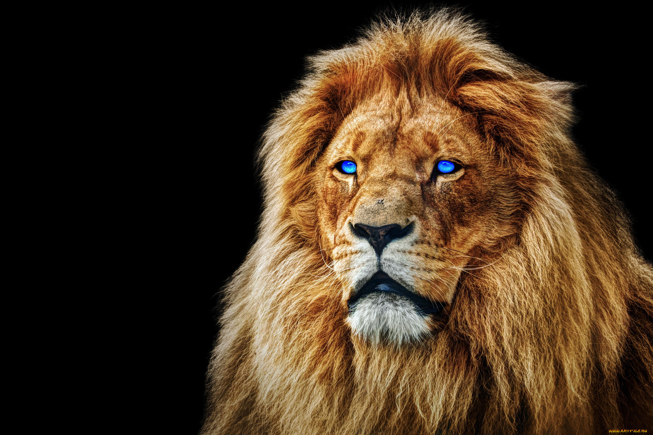животные, львы, грива, лев, морда, глаза