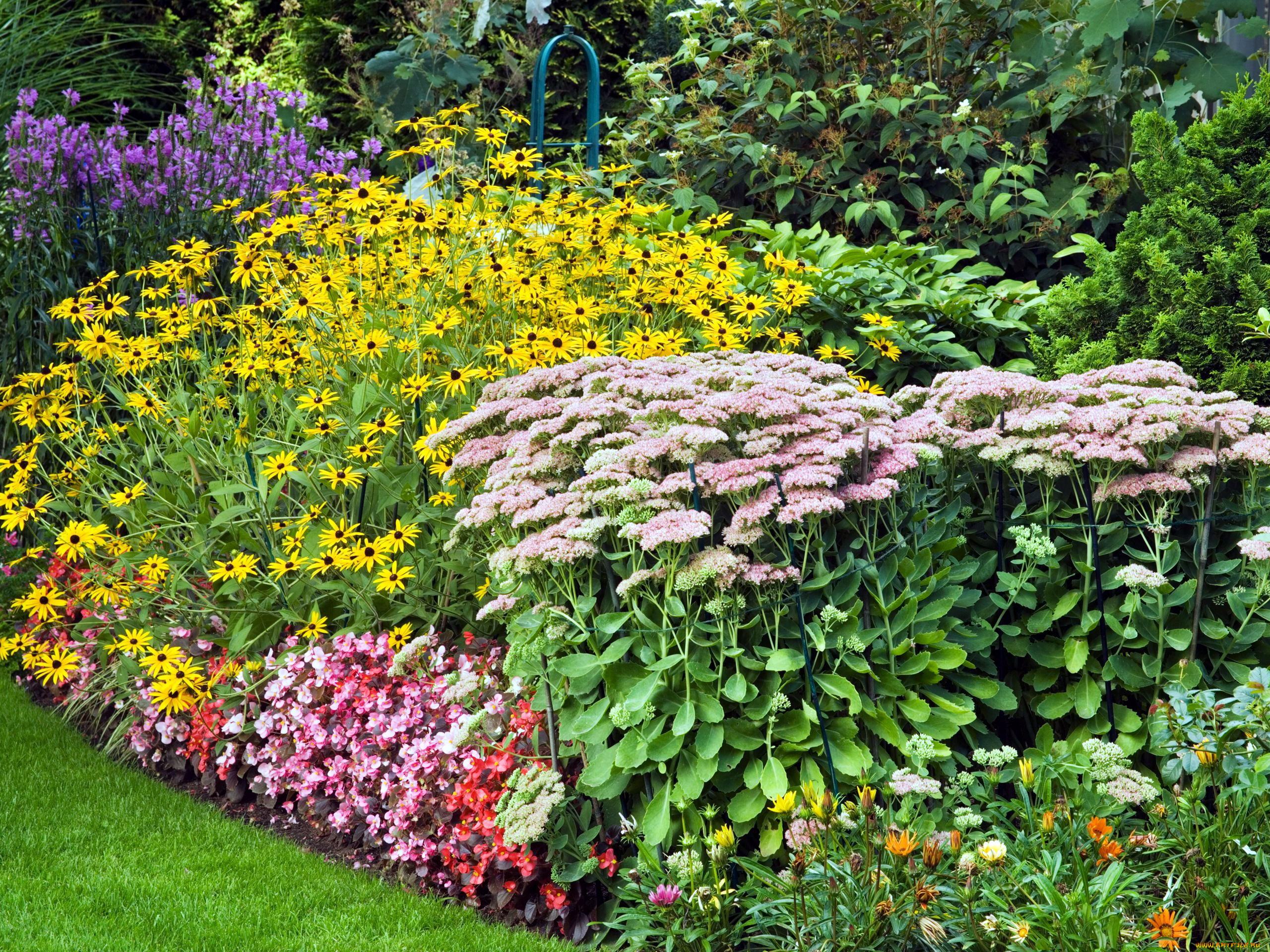 цветы, разные, вместе, цветник
