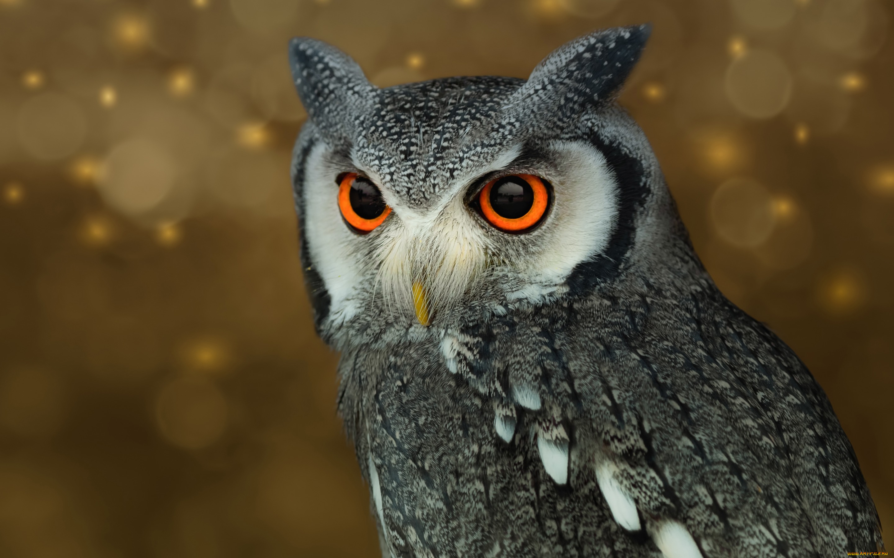 животные, совы, сова, фон, перья, птица