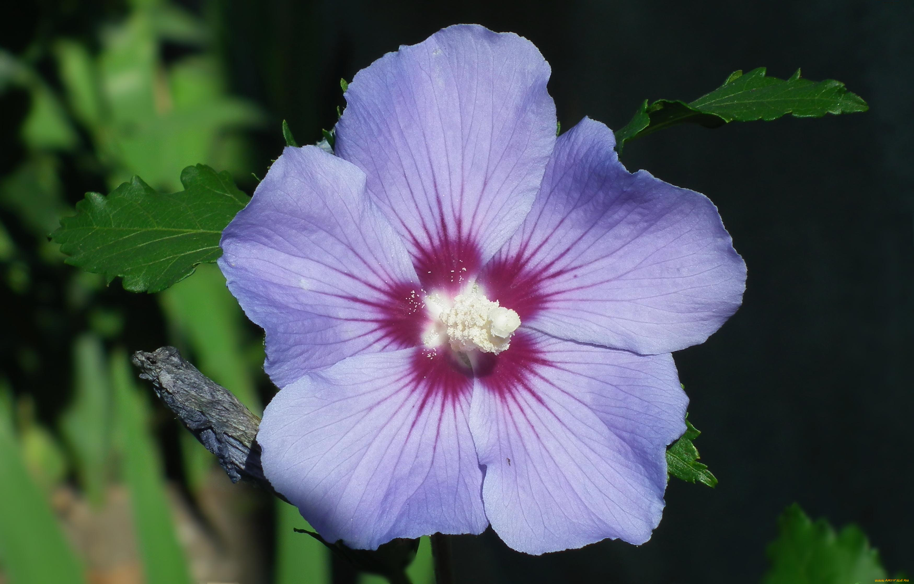 цветы, гибискусы, макро