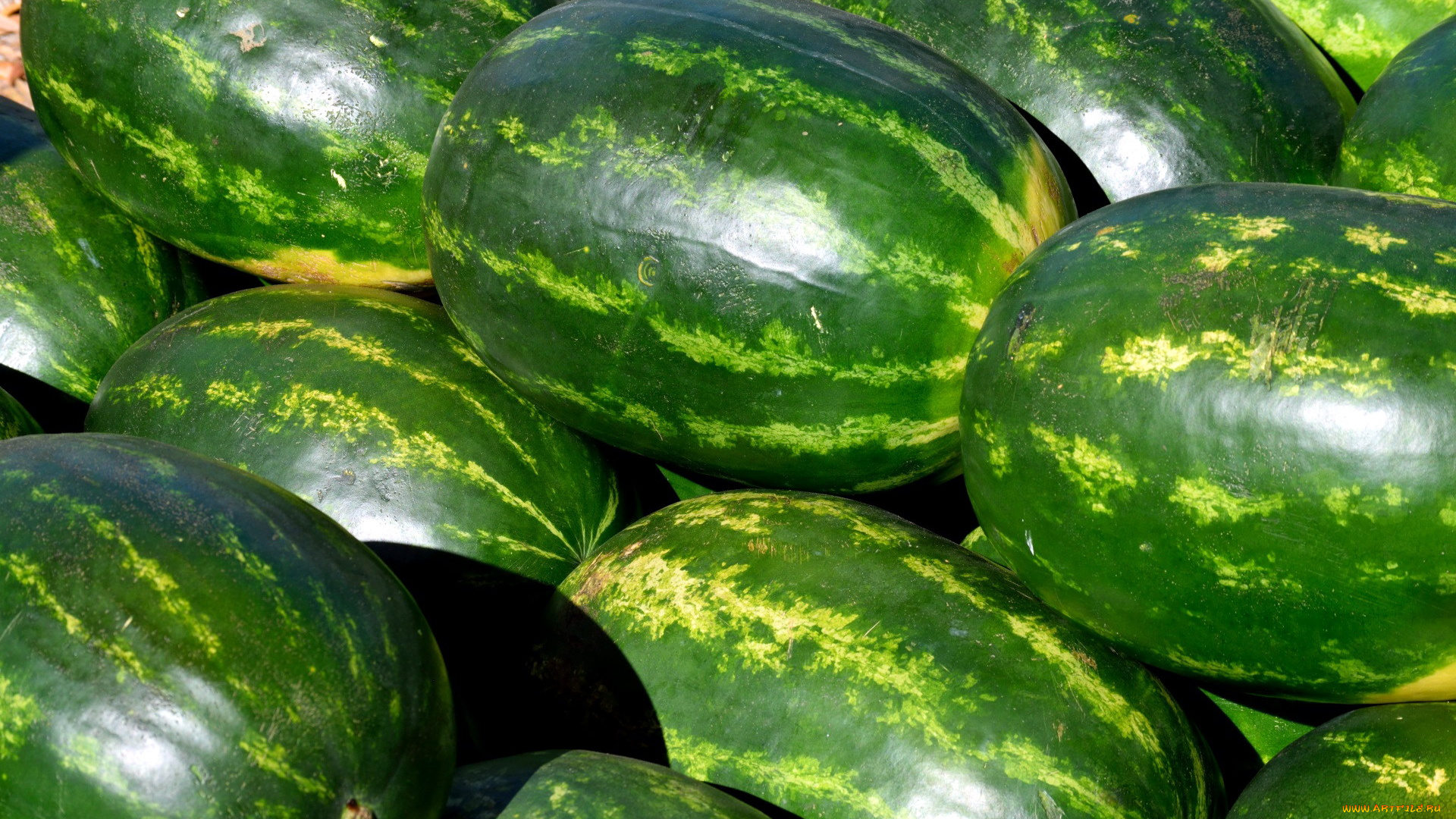 еда, арбуз, арбузы