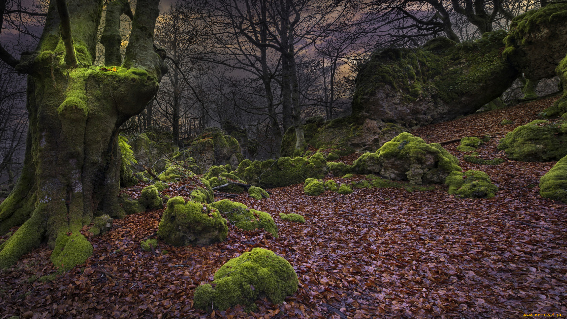 природа, лес, дерево, осень