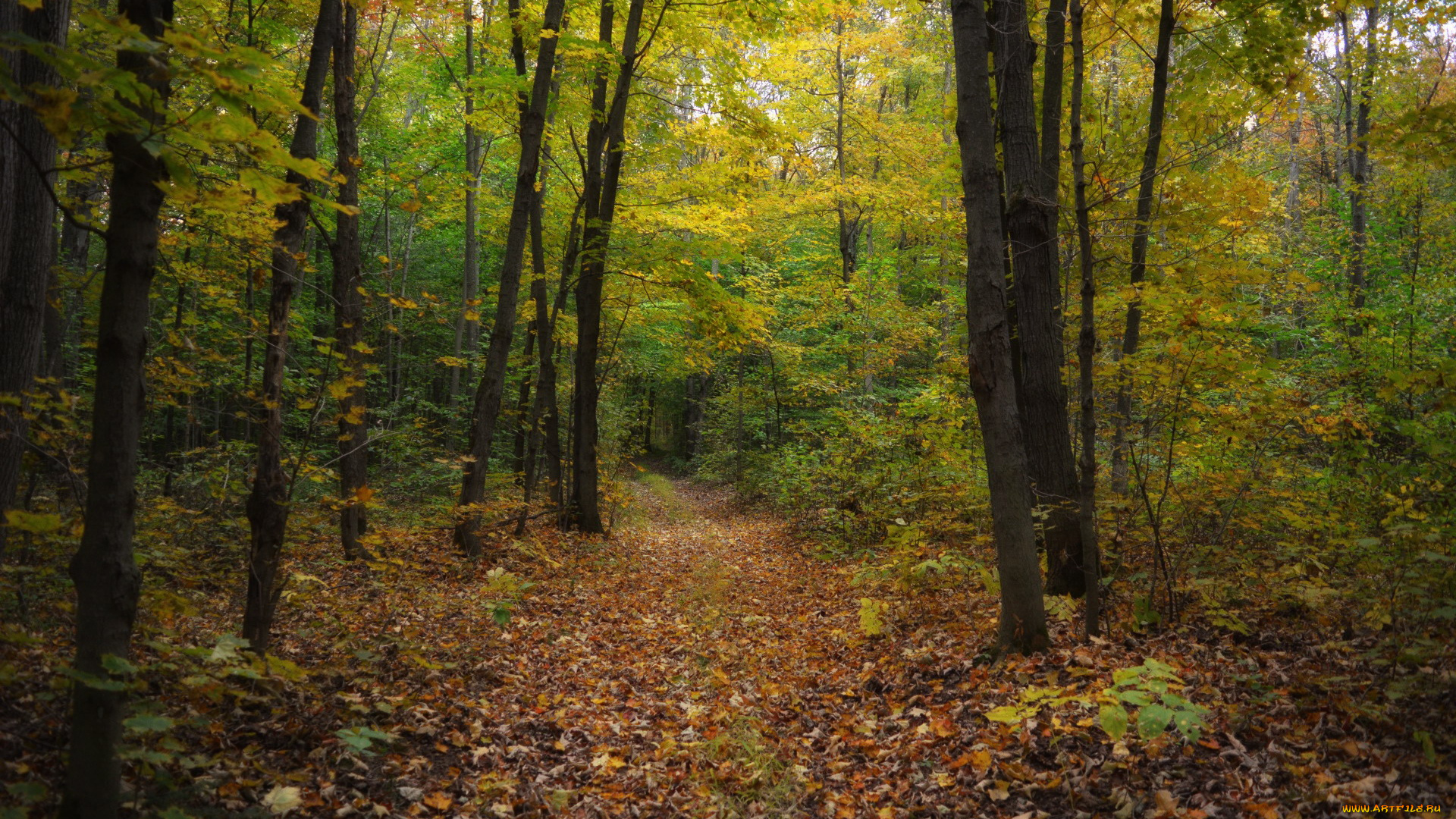 природа, лес, листопад, осень