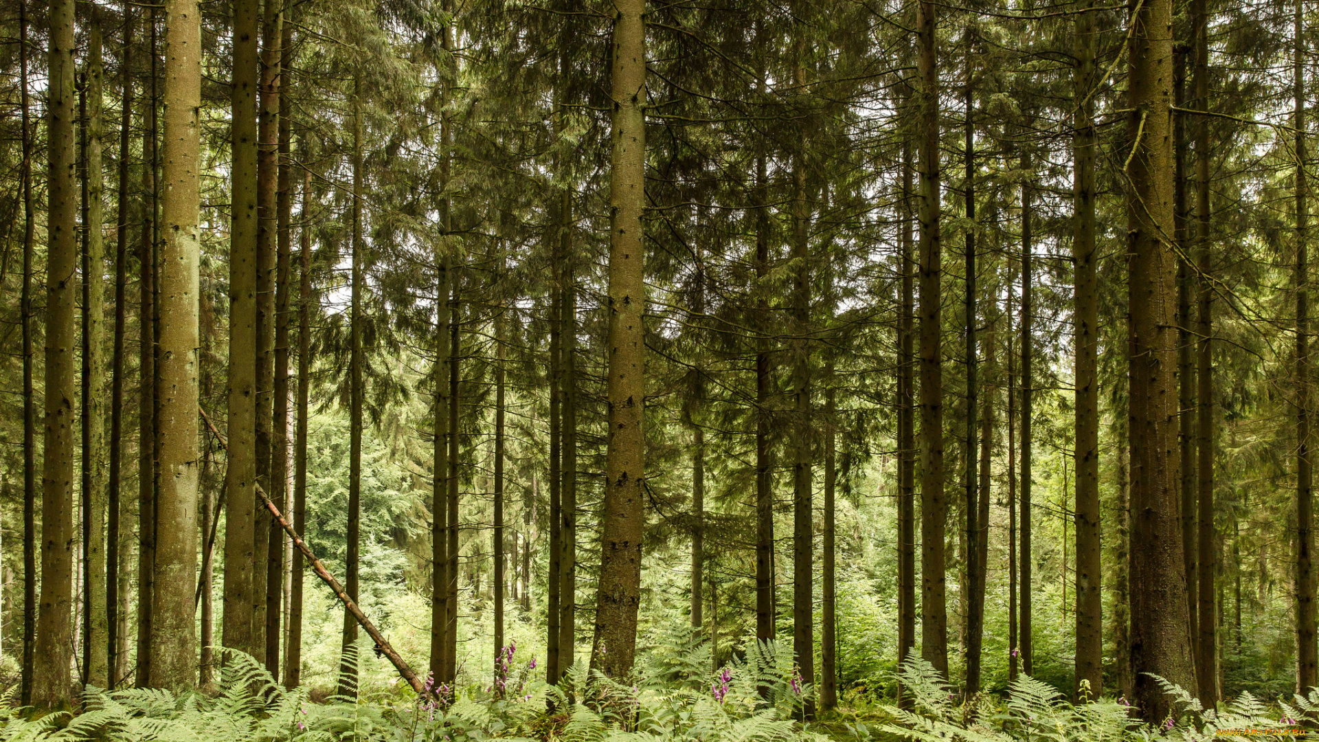 природа, лес, простор