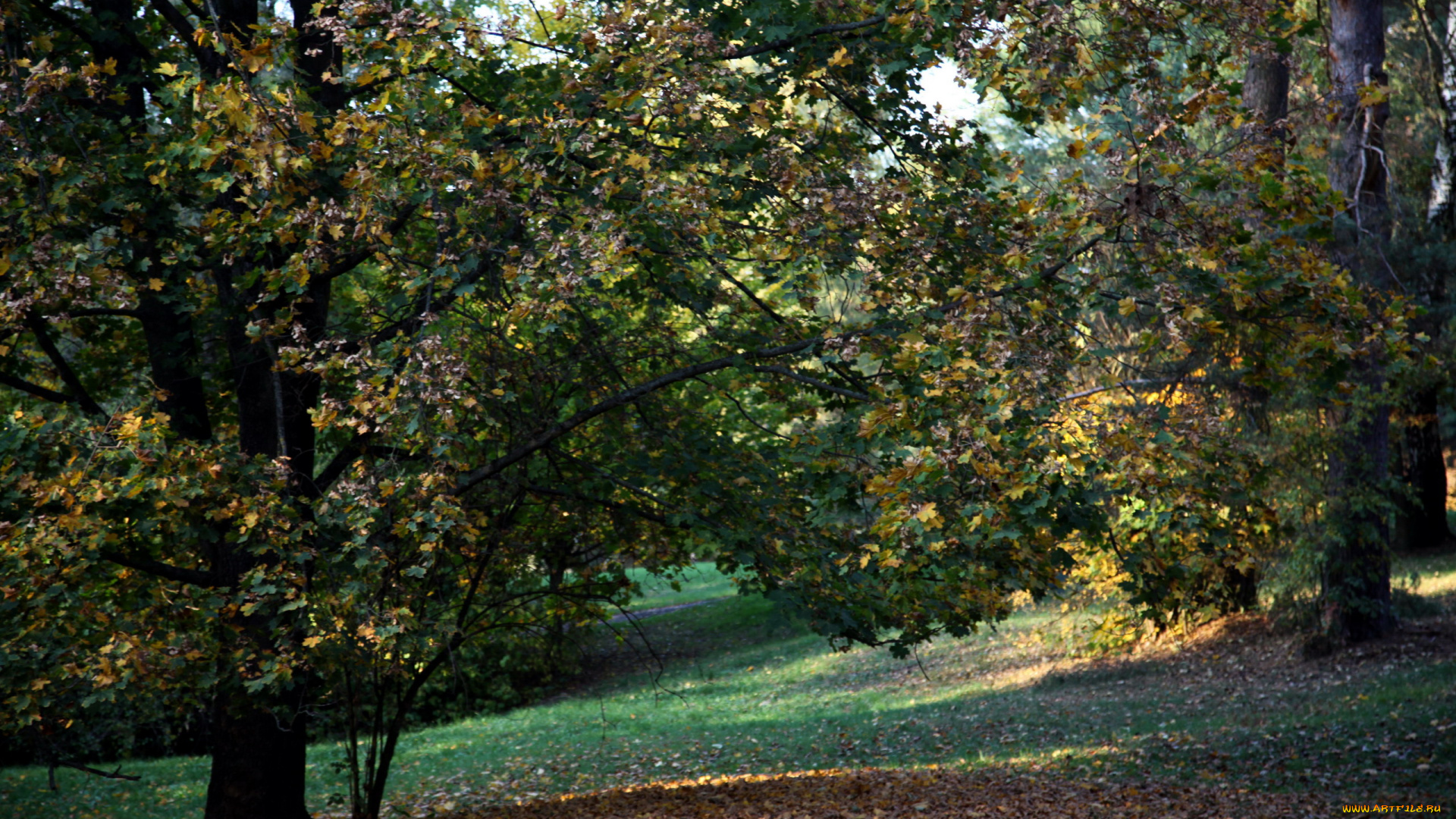 природа, парк, осень, листопад