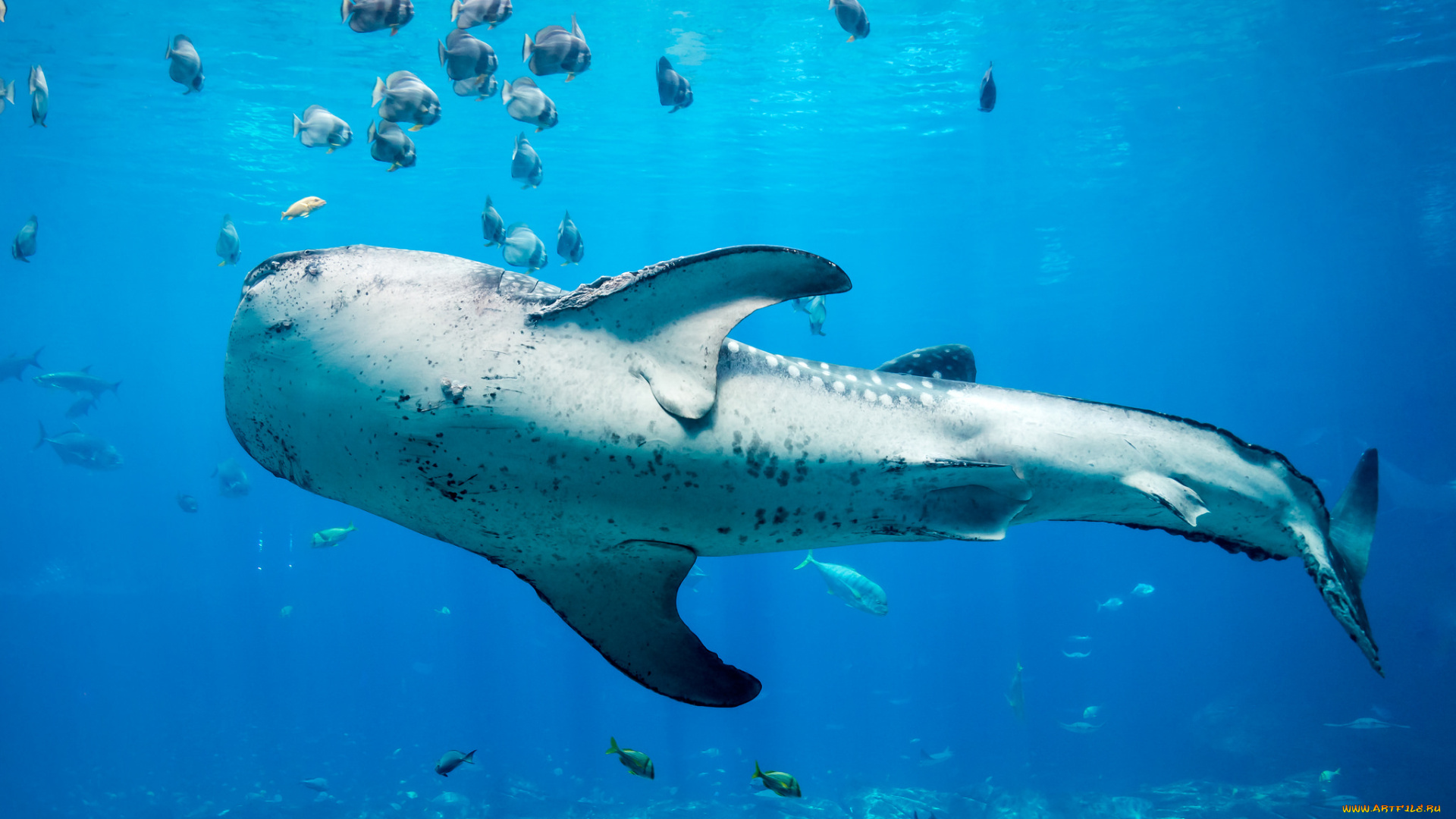 животные, акулы, пучина
