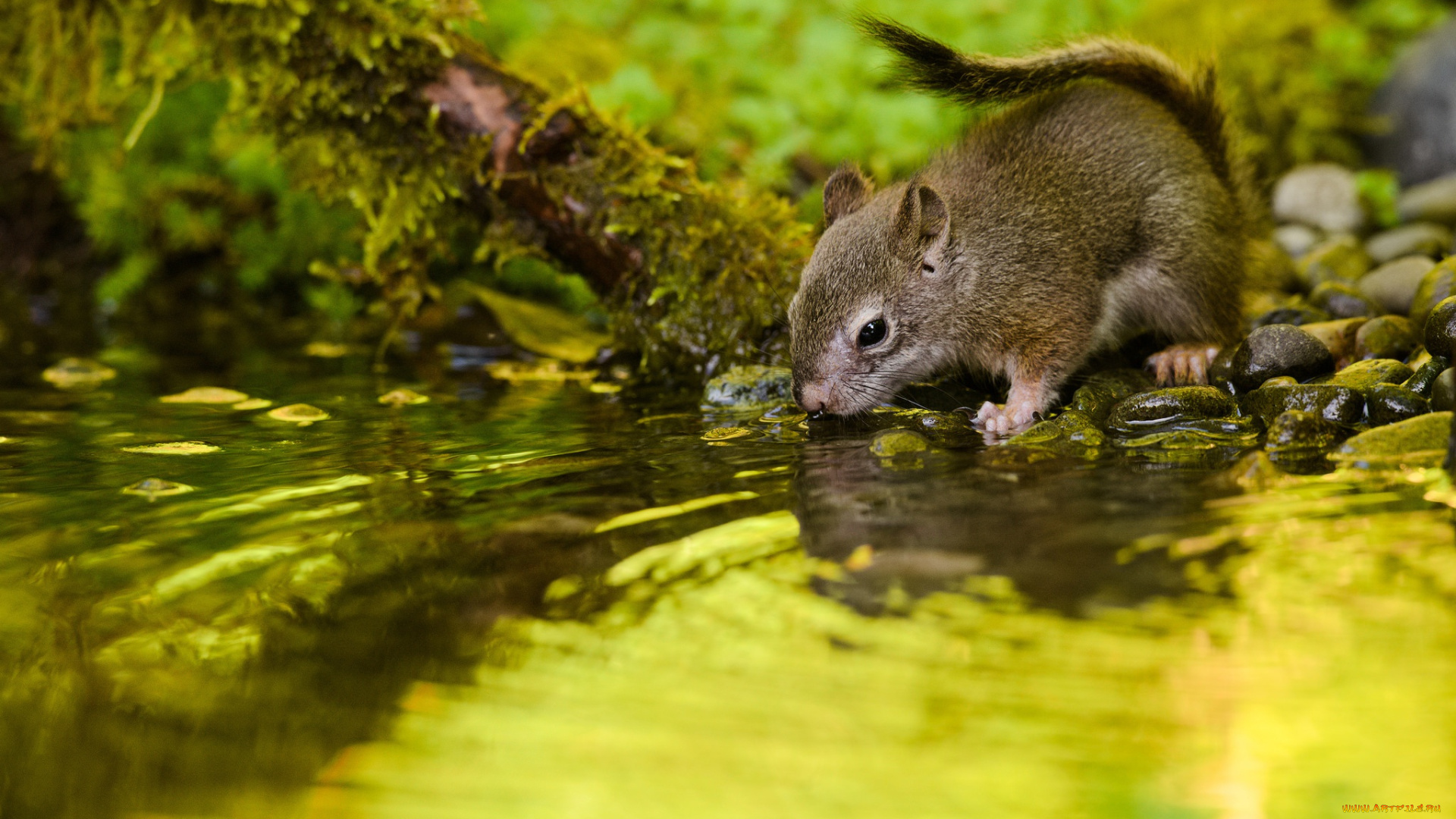 животные, белки, бельчонок, водопой