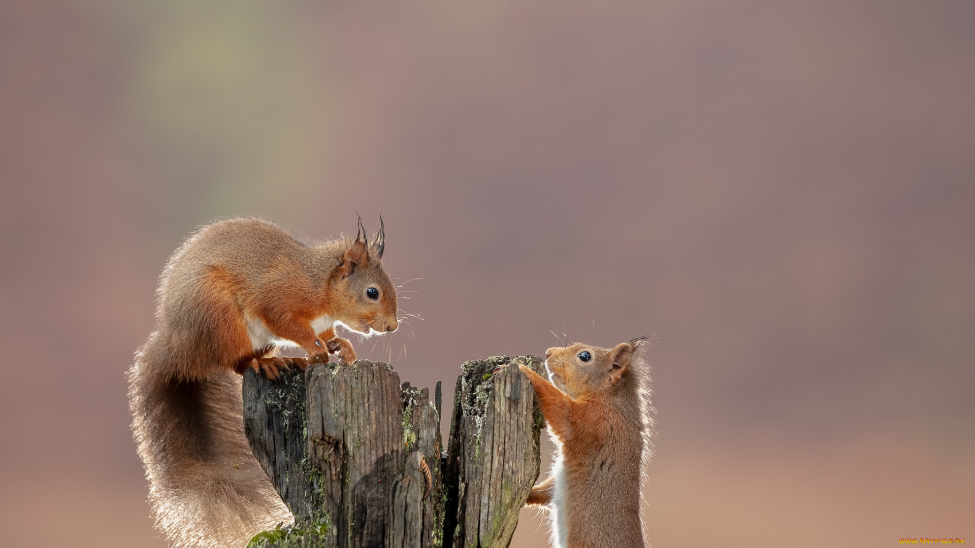 животные, белки, фон, коряга, рыжие, парочка