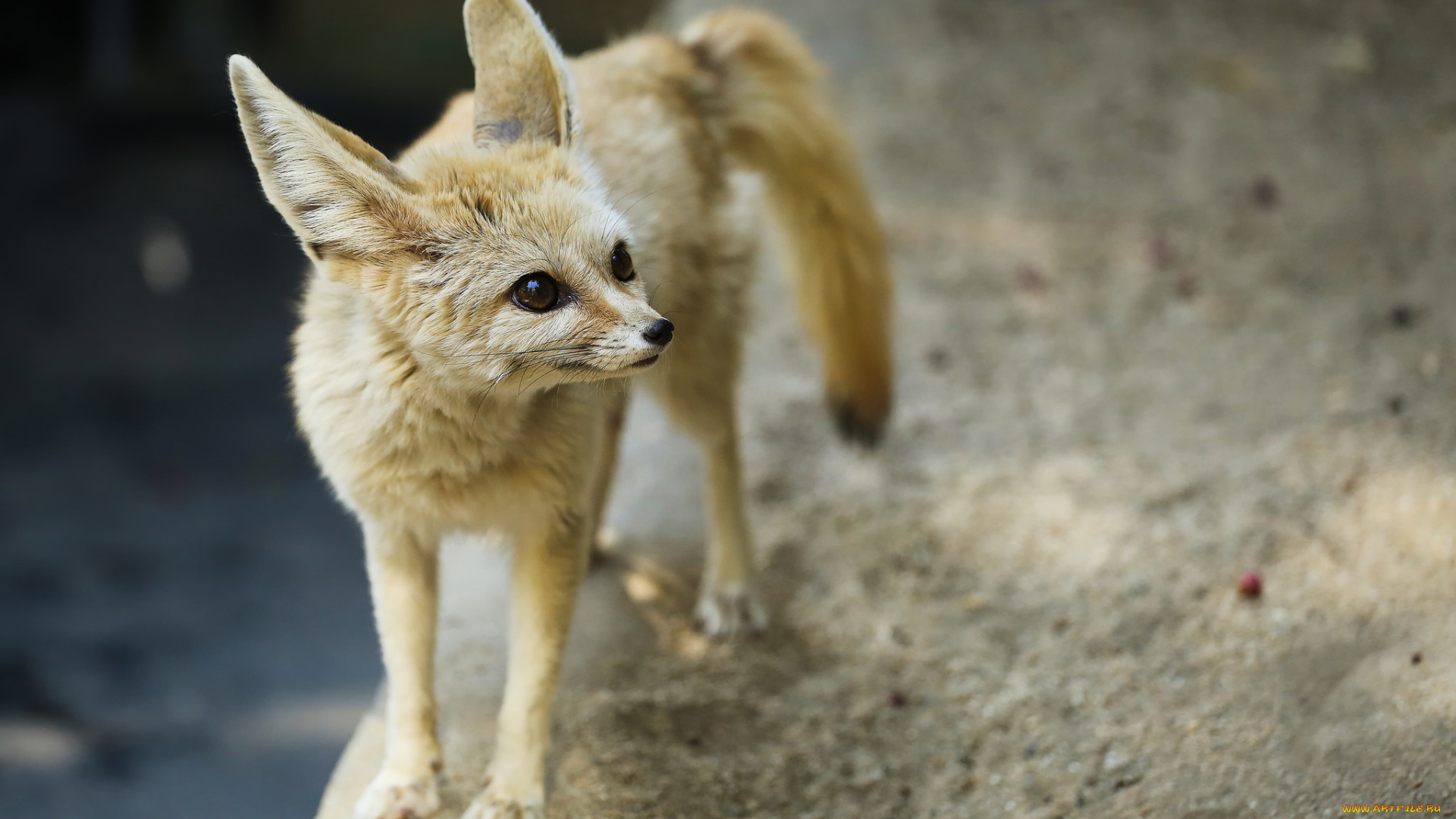 животные, фенеки, лисичка