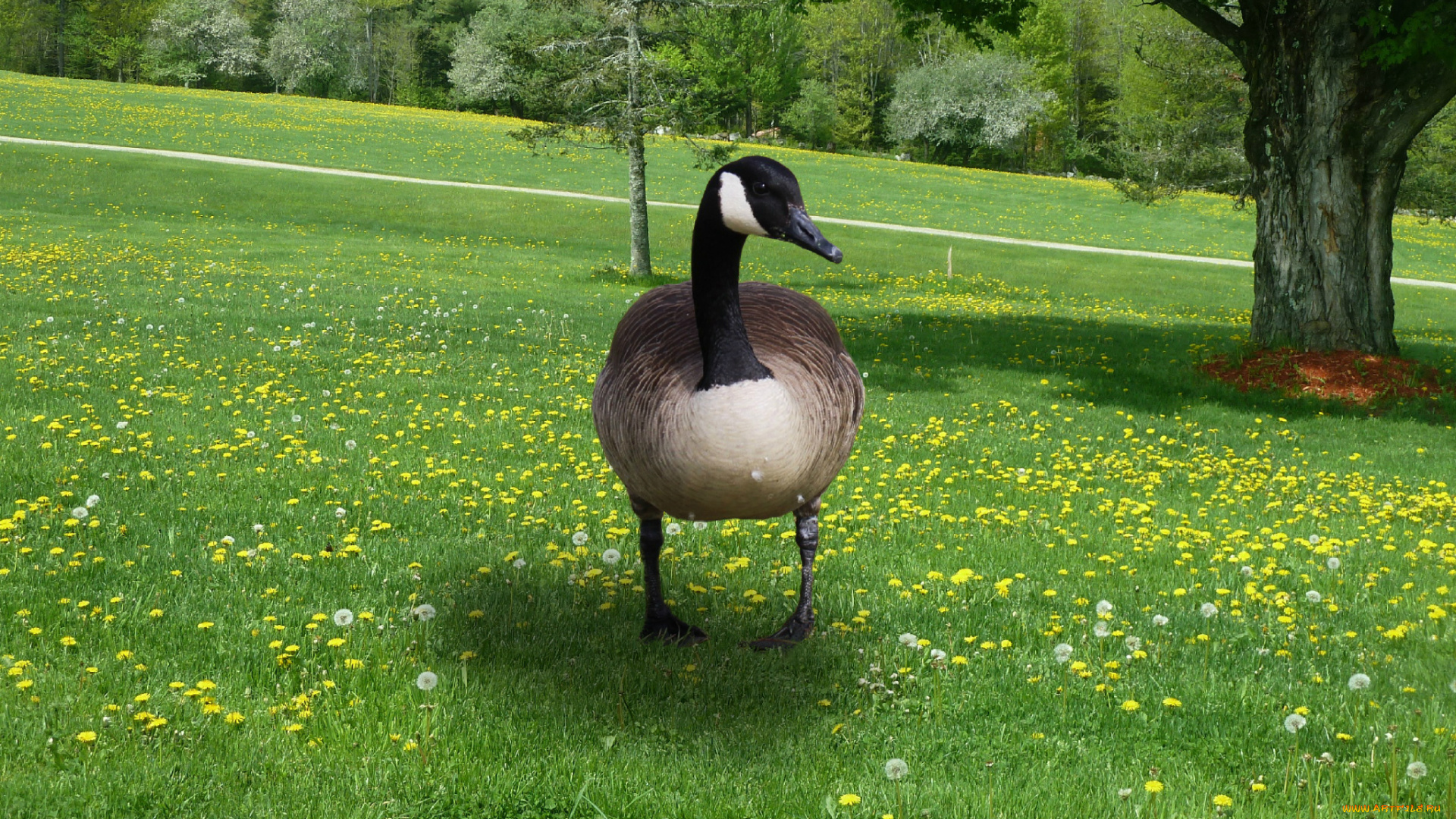 животные, гуси, трава, гусь