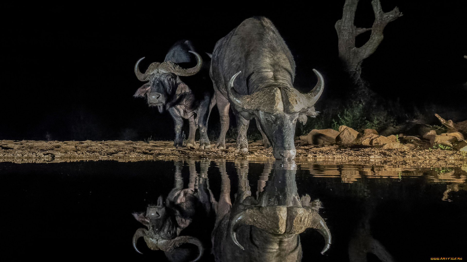 животные, коровы, , буйволы, водопой
