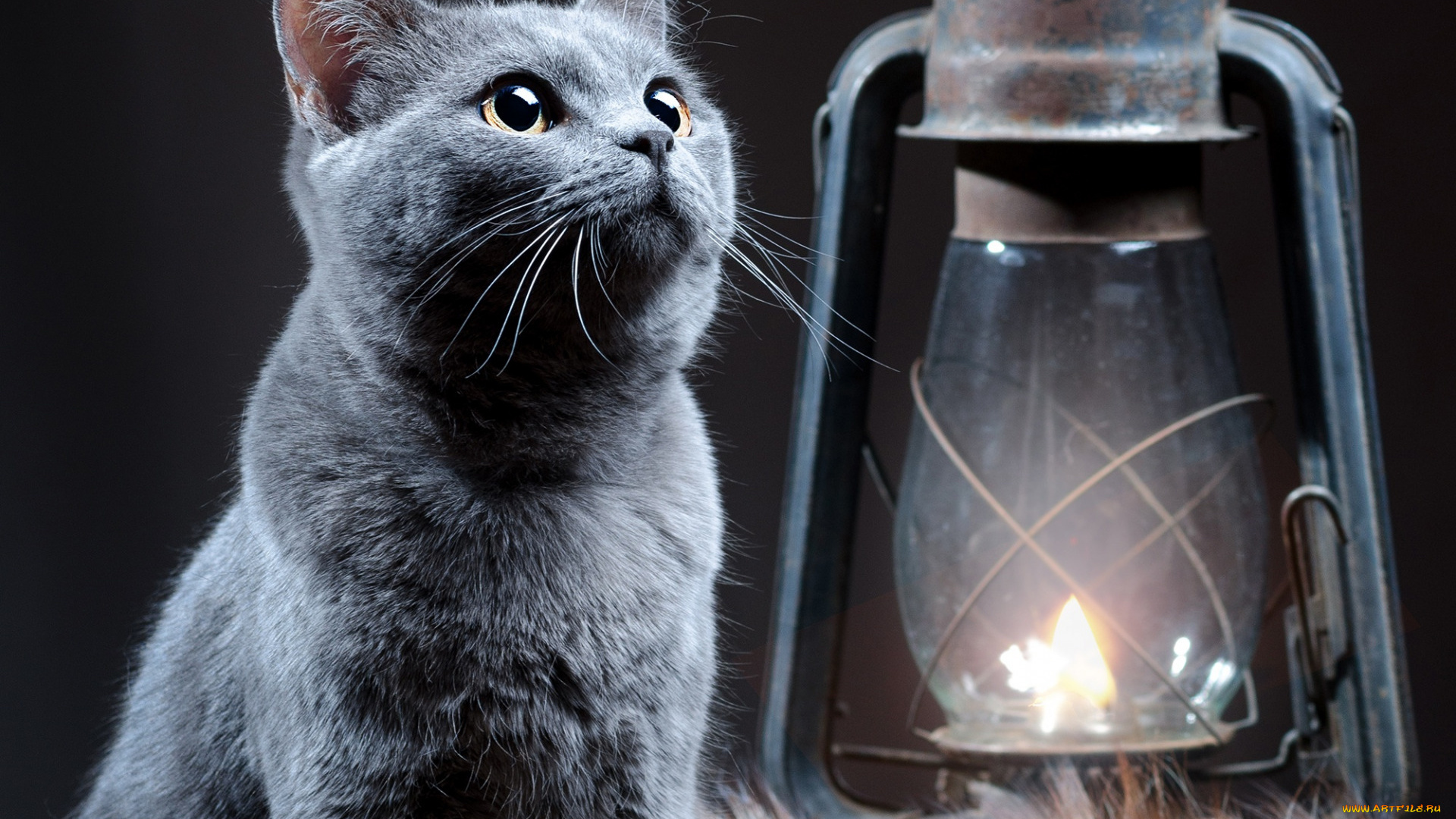 животные, коты, котёнок, мех, фонарь