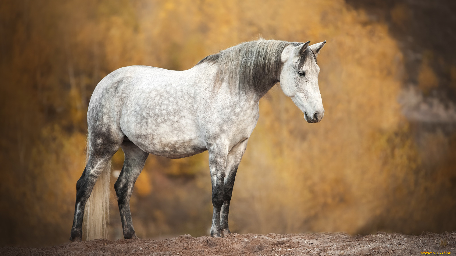 животные, лошади, лошадь, фон