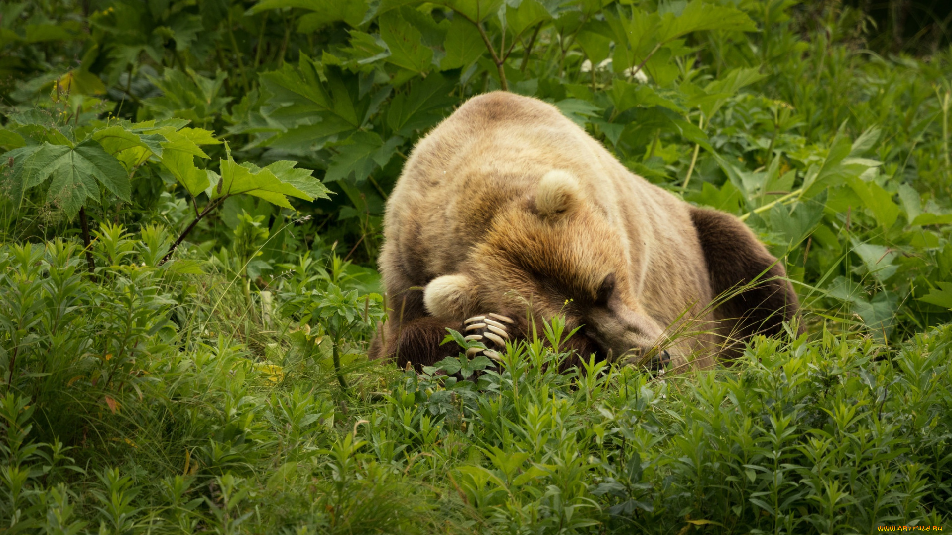животные, медведи, листья, трава, лето, зелень, лапы, медведь, сон, поляна, отдых, заросли, фон, зеленый, природа, поза, морда