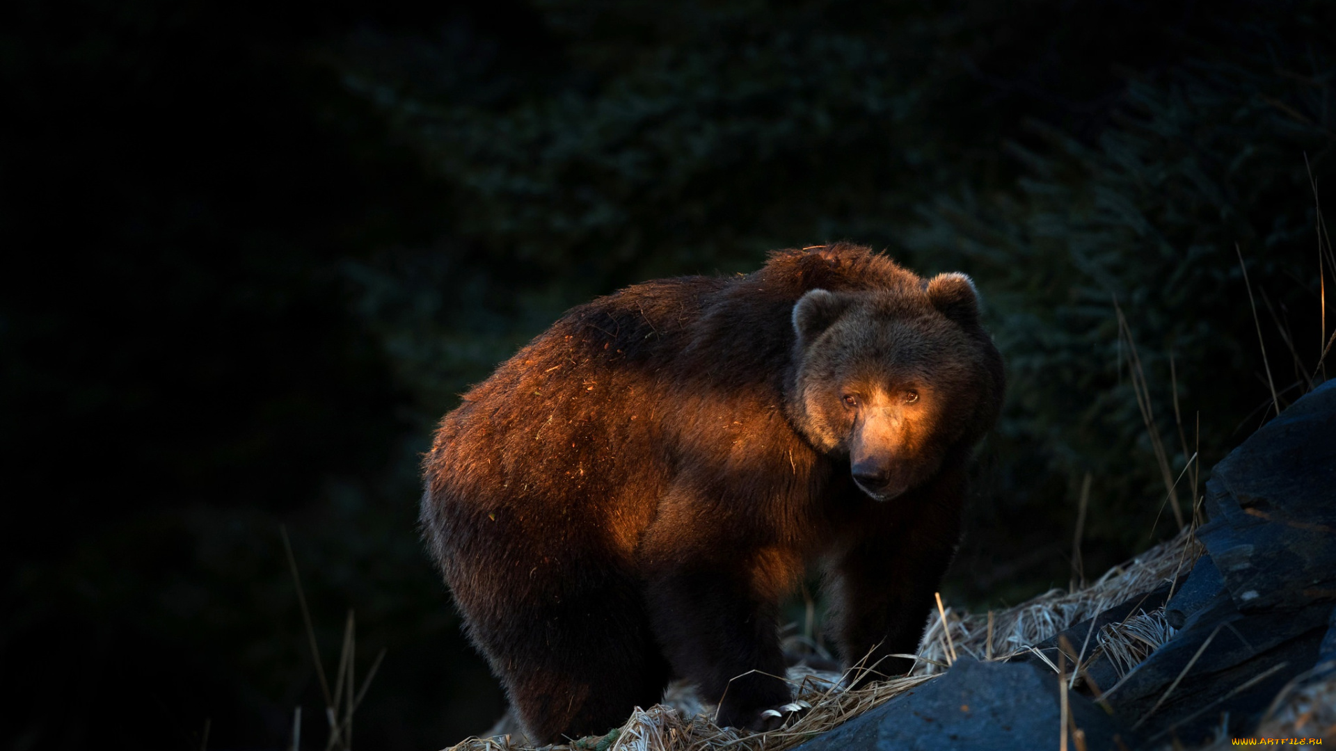 животные, медведи, медведь
