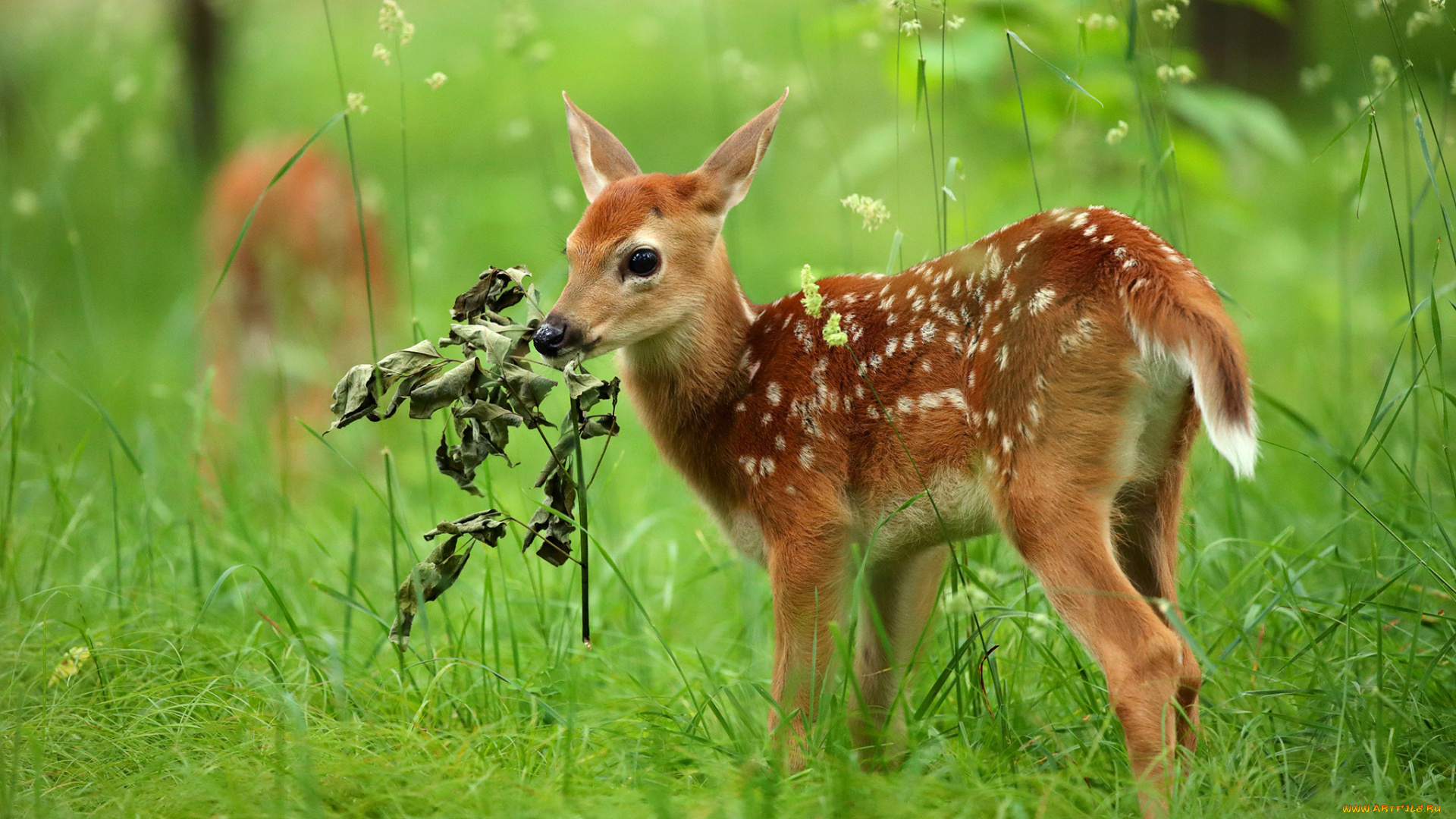животные, олени, оленёнок