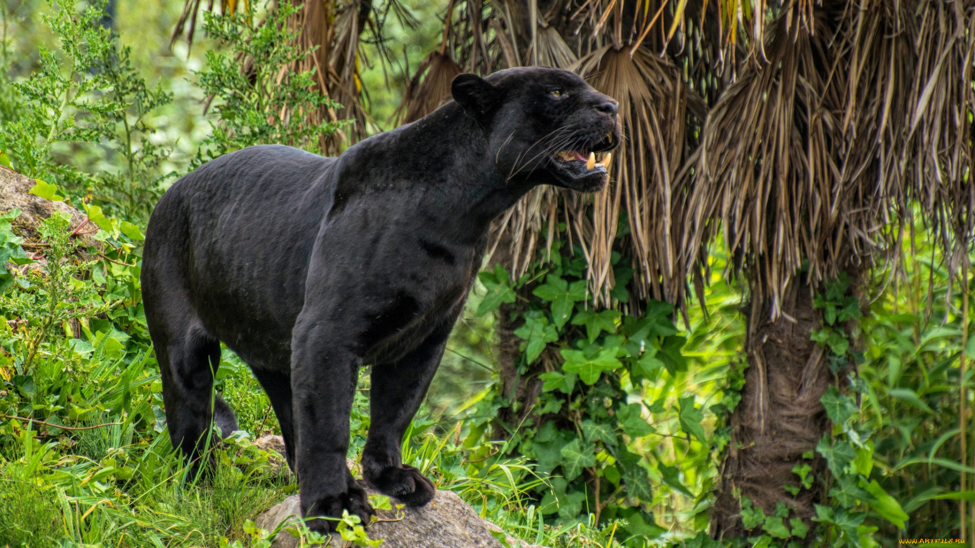 животные, пантеры, барс, пантера, хищник, черный