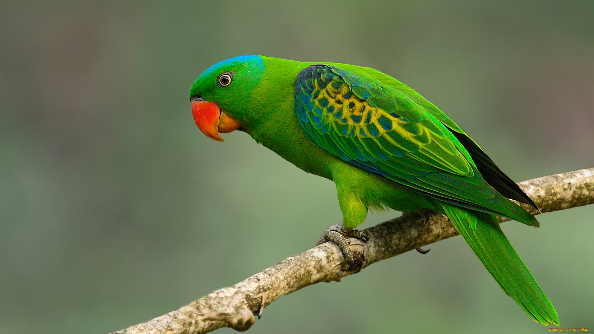 животные, попугаи, попугай
